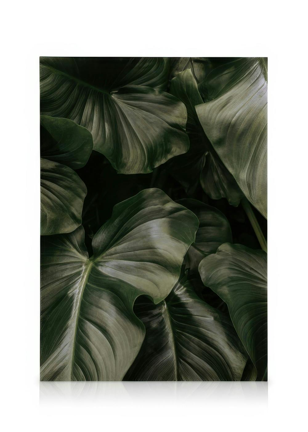 Canvas Prints Deep Green Leaves Canvas print (50x70 cm)