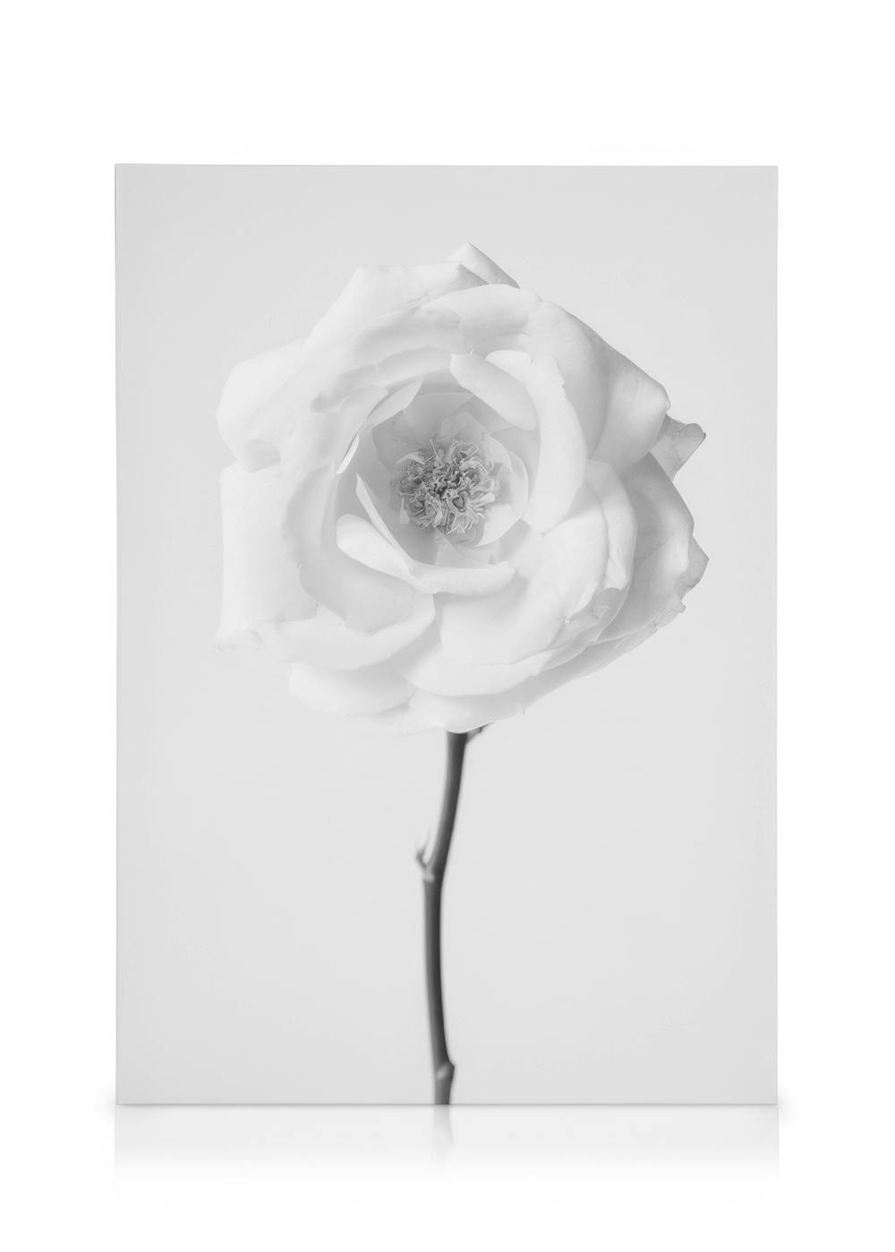 Leinwandbild mit einer einzelnen, zarten weißen Rose auf dünnem Stiel, Schwarz-Weiß-Fotografie.