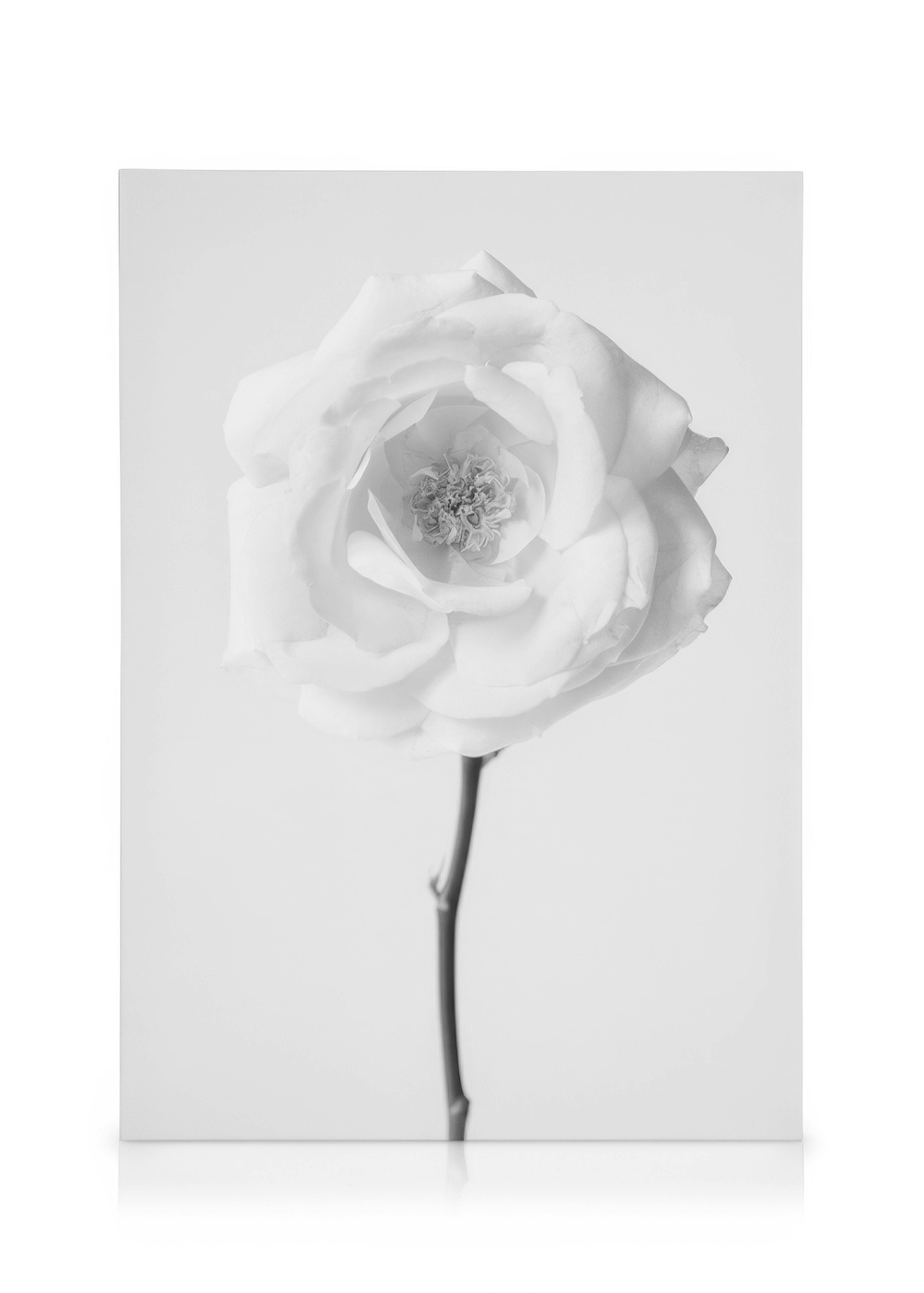 Still Life Rose No1 Leinwandbild 0