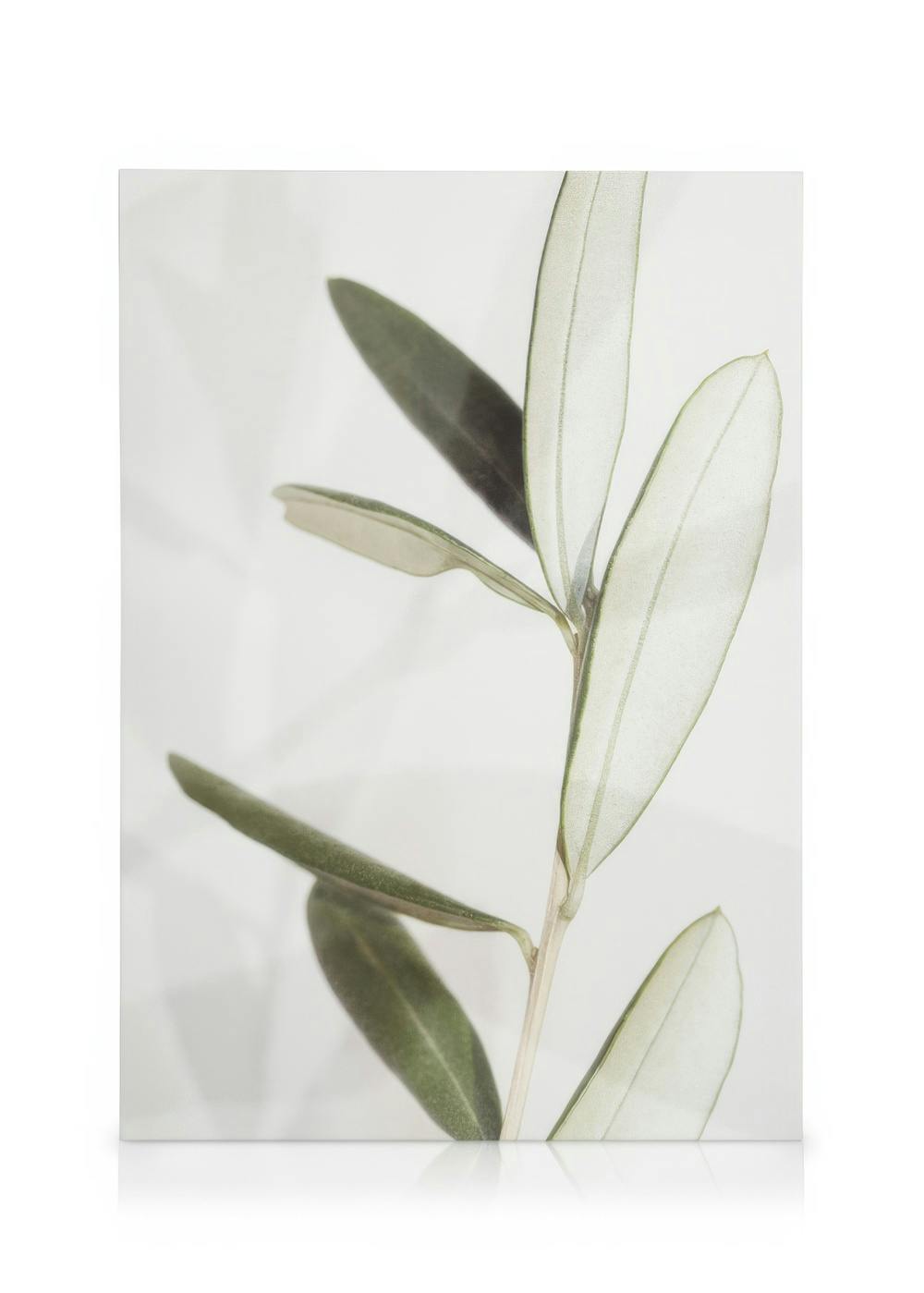 Obrazy na płótnie Olive Obraz na płótnie (50x70 cm)