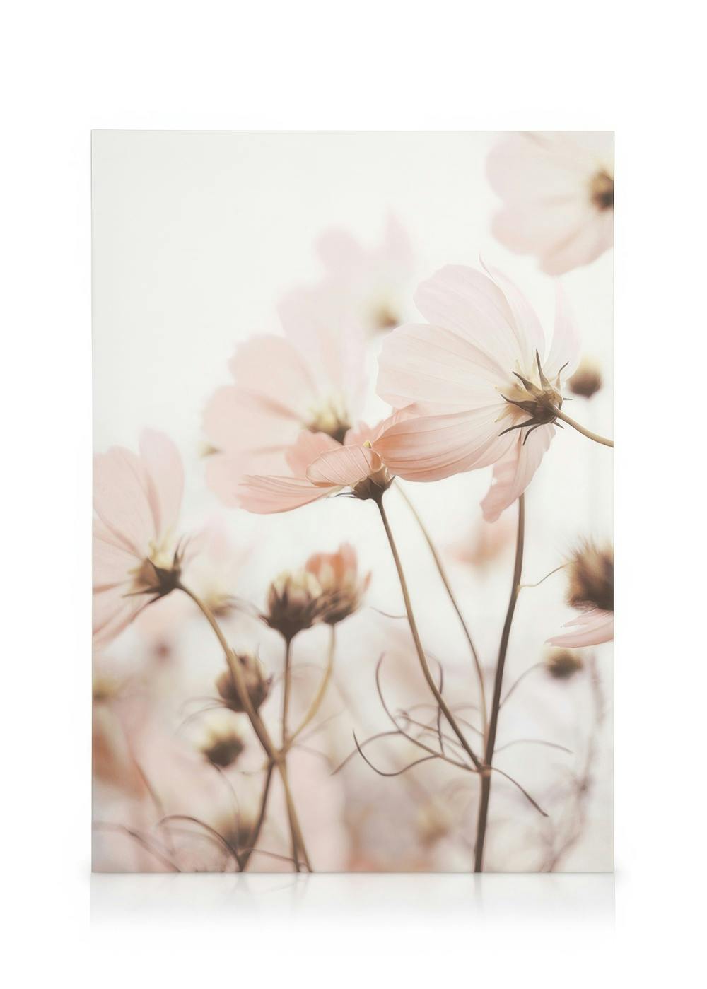 Pink Cosmos Flowers Obraz na plátne (50x70 cm - Dubový rám)