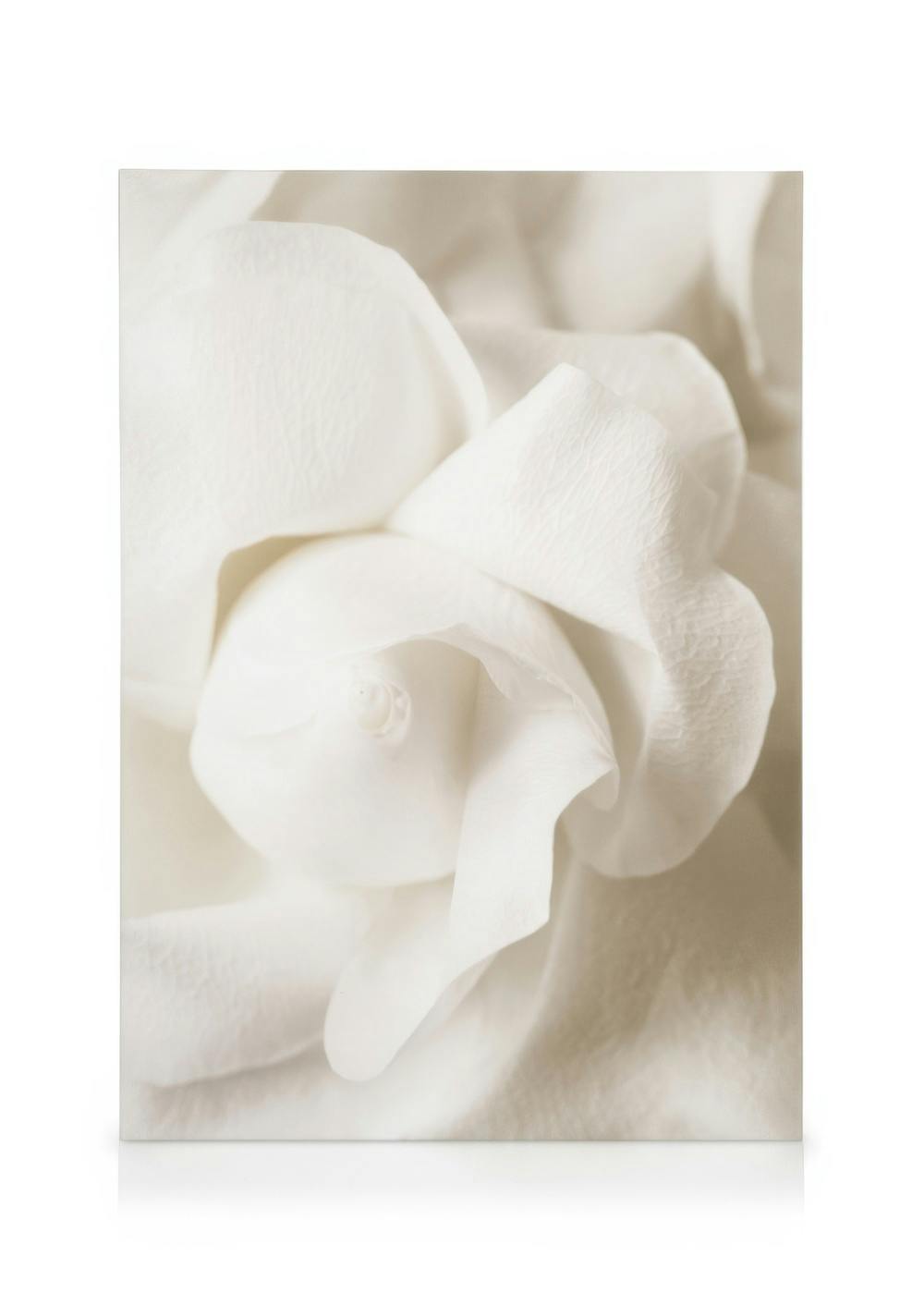 Obrazy na płótnie Rose Flower Bud Obraz na płótnie (30x40 cm)