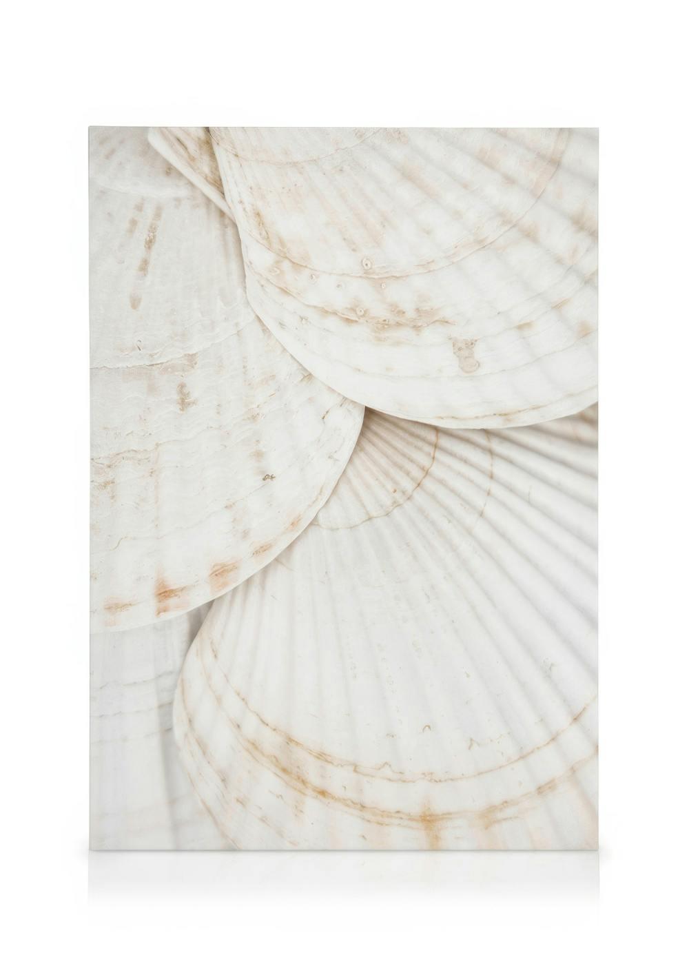 Leinwandbild mit überlappenden weißen Muscheln, braunen Linien und Kurven, Muschel-Wandkunst