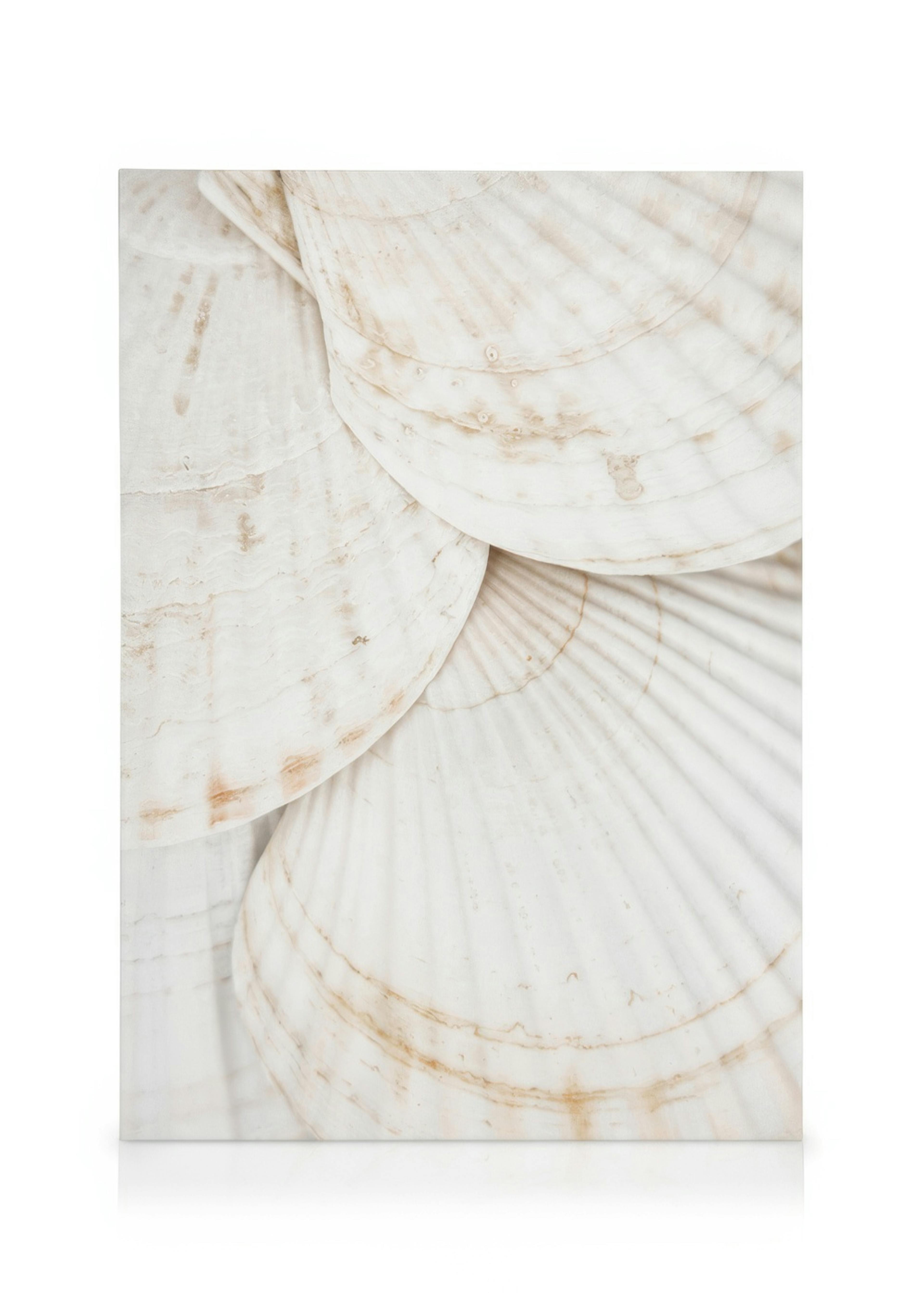 White seashell canvas print with overlapping shells, intricate curves, subtle brown patterns on pale background, coastal decor.