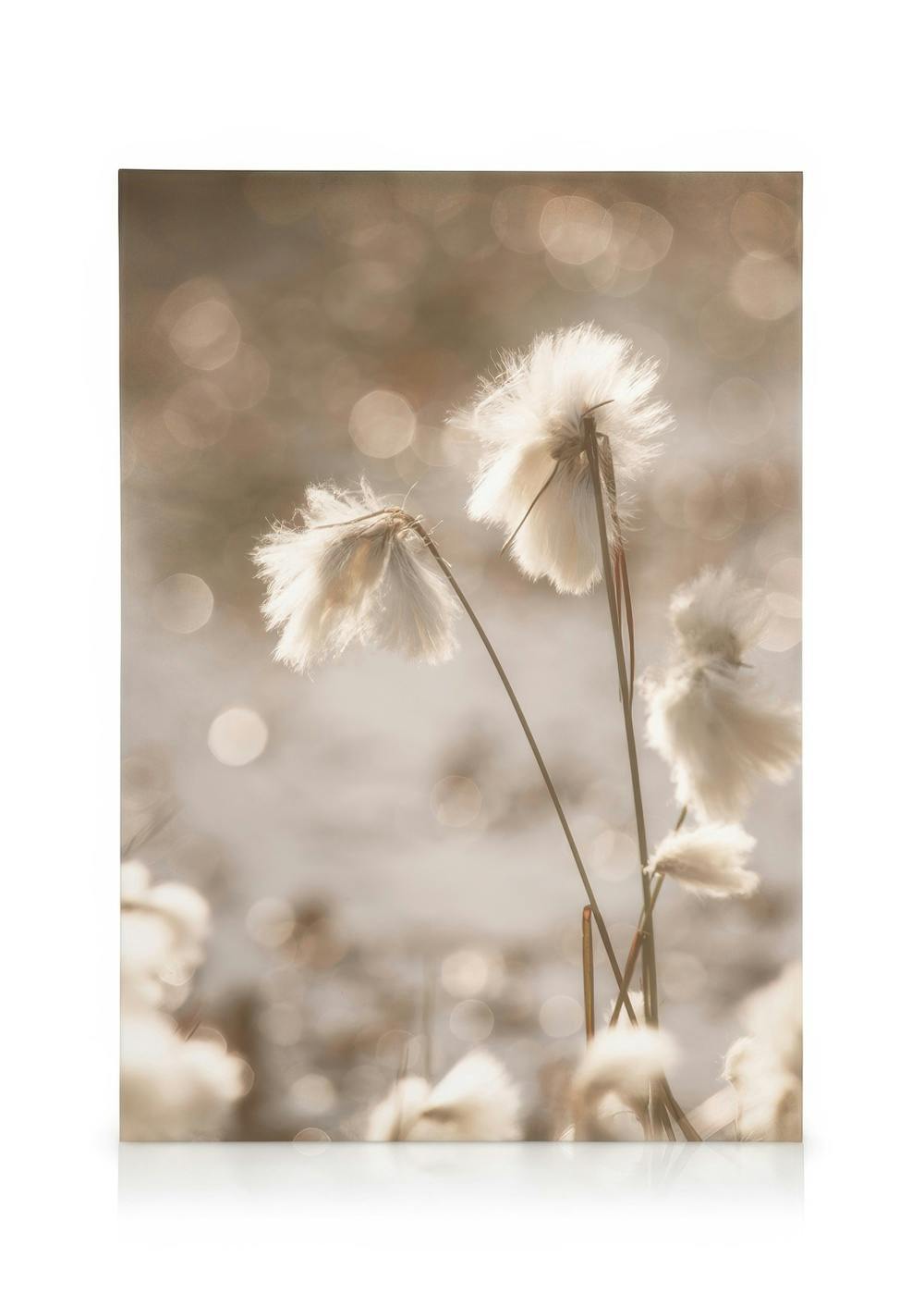 Cotton Grass Toile (30x40 cm - Cadre de chêne) - Toiles
