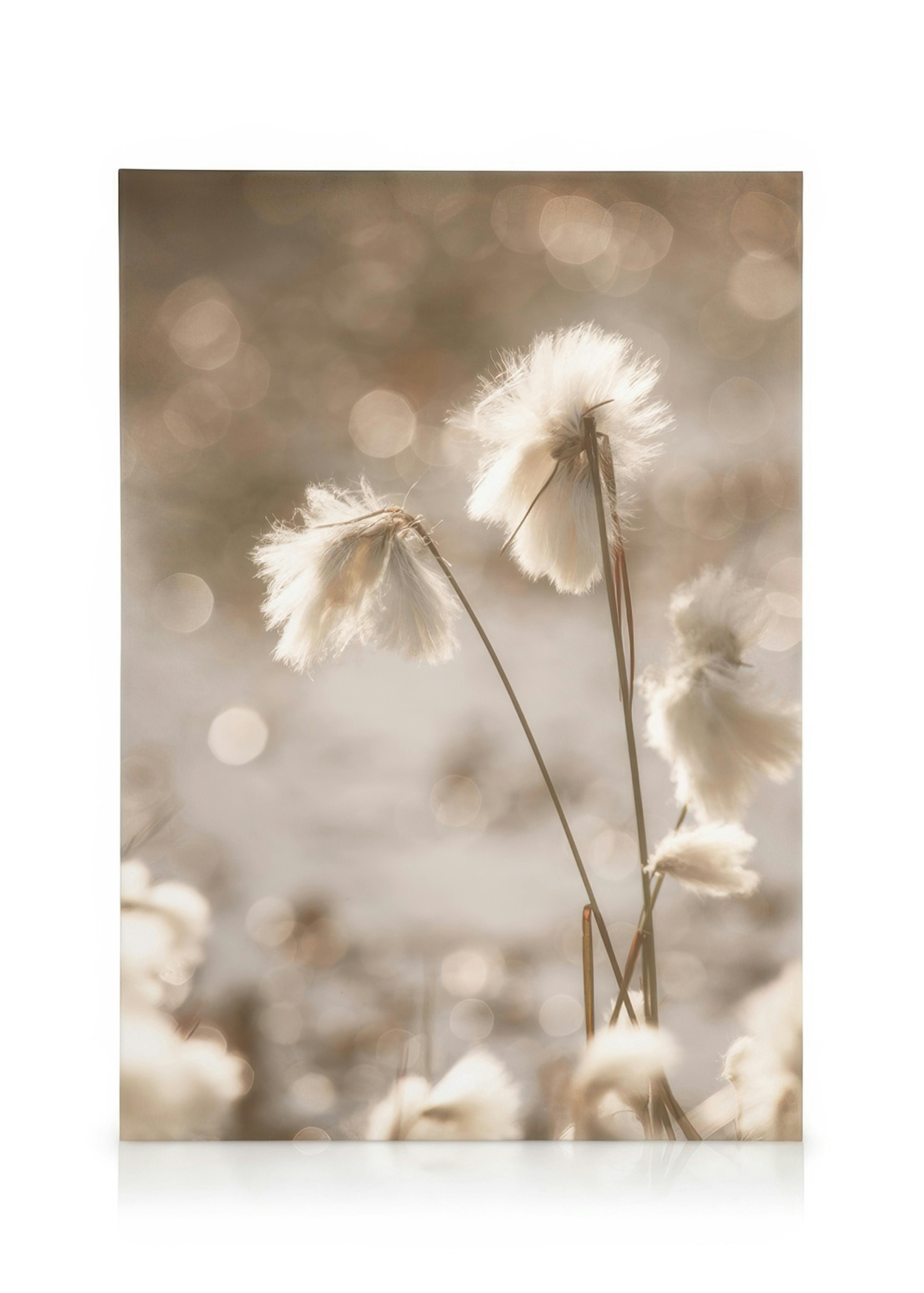 Cotton Grass Kanvaasi 0