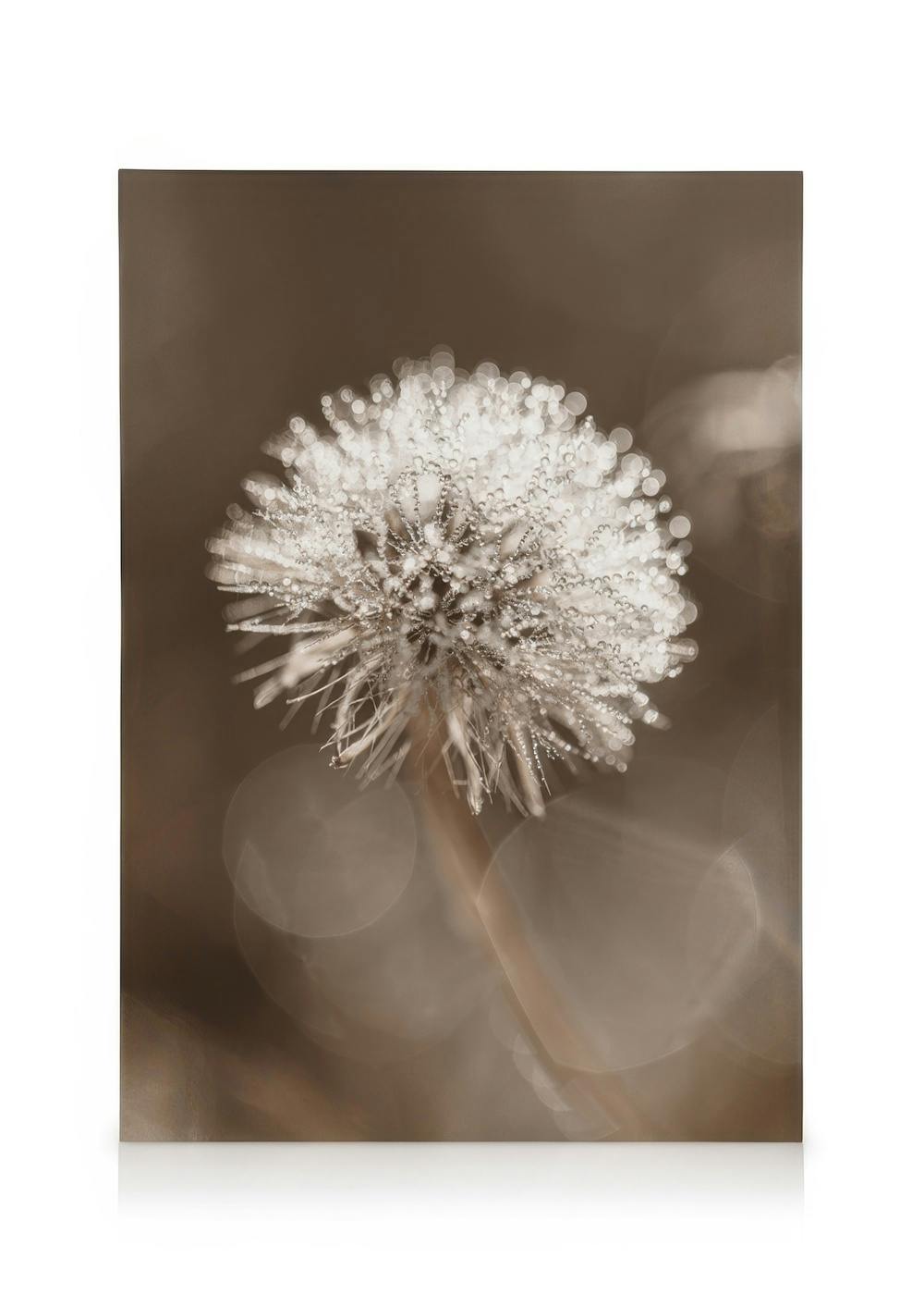 Canvas Prints Dark Dandelion Canvas print (30x40 cm - Black Frame)