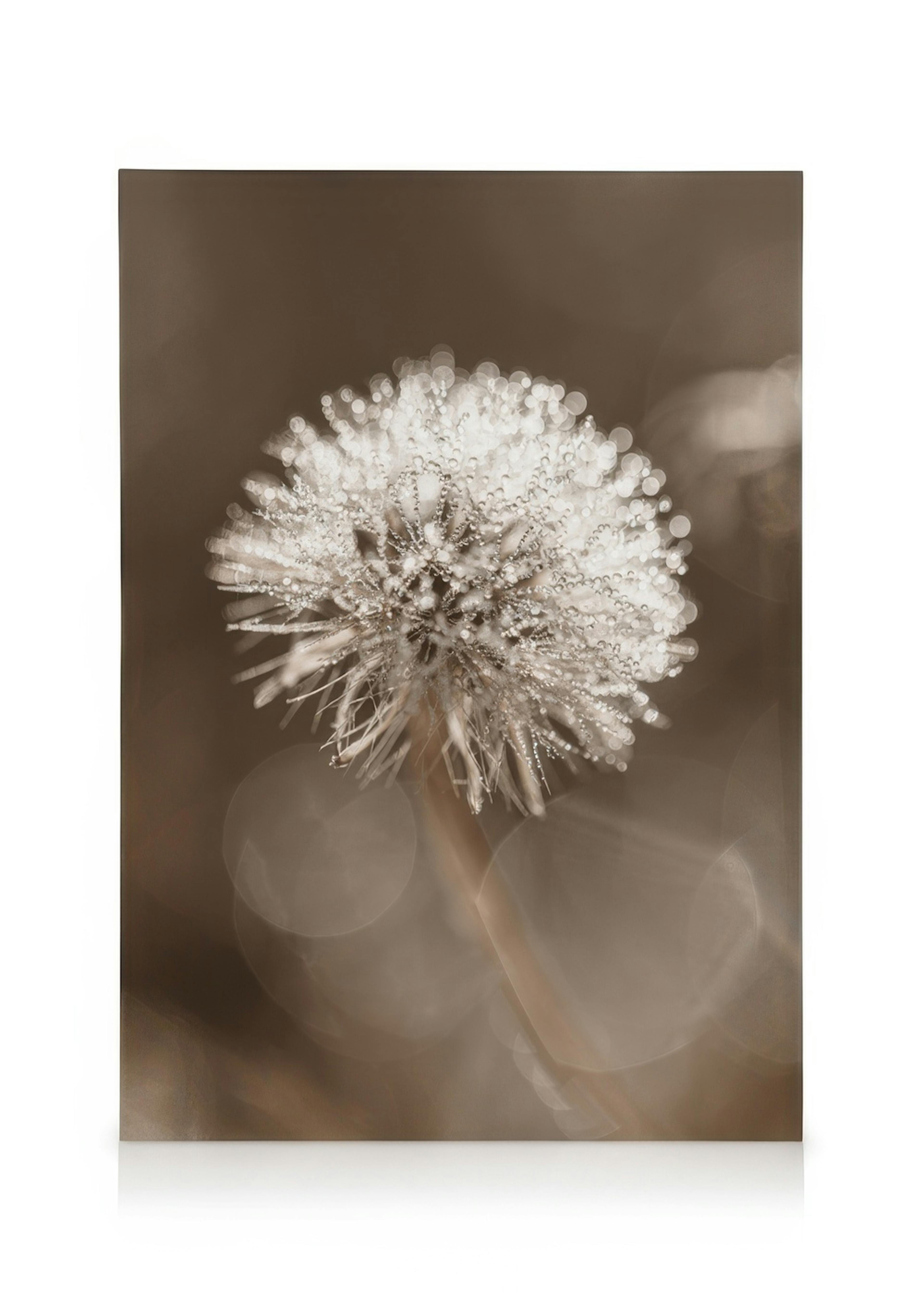Dark Dandelion Toile 0