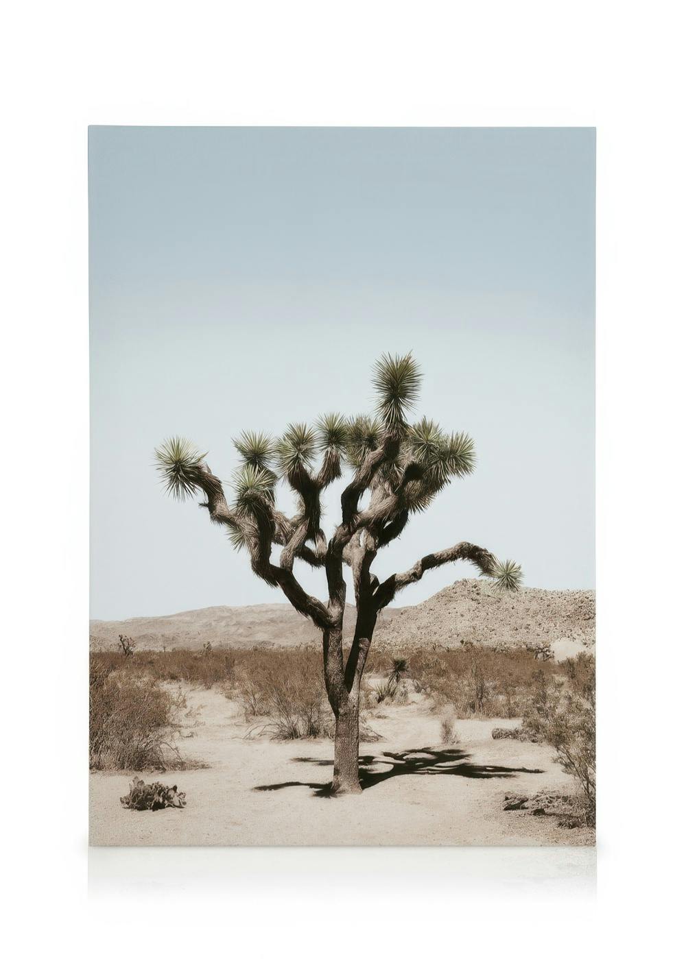 Leinwandbild Joshua Tree Palme in Wüste, hellblauer Himmel, braune Erde, Wüstenlandschaft
