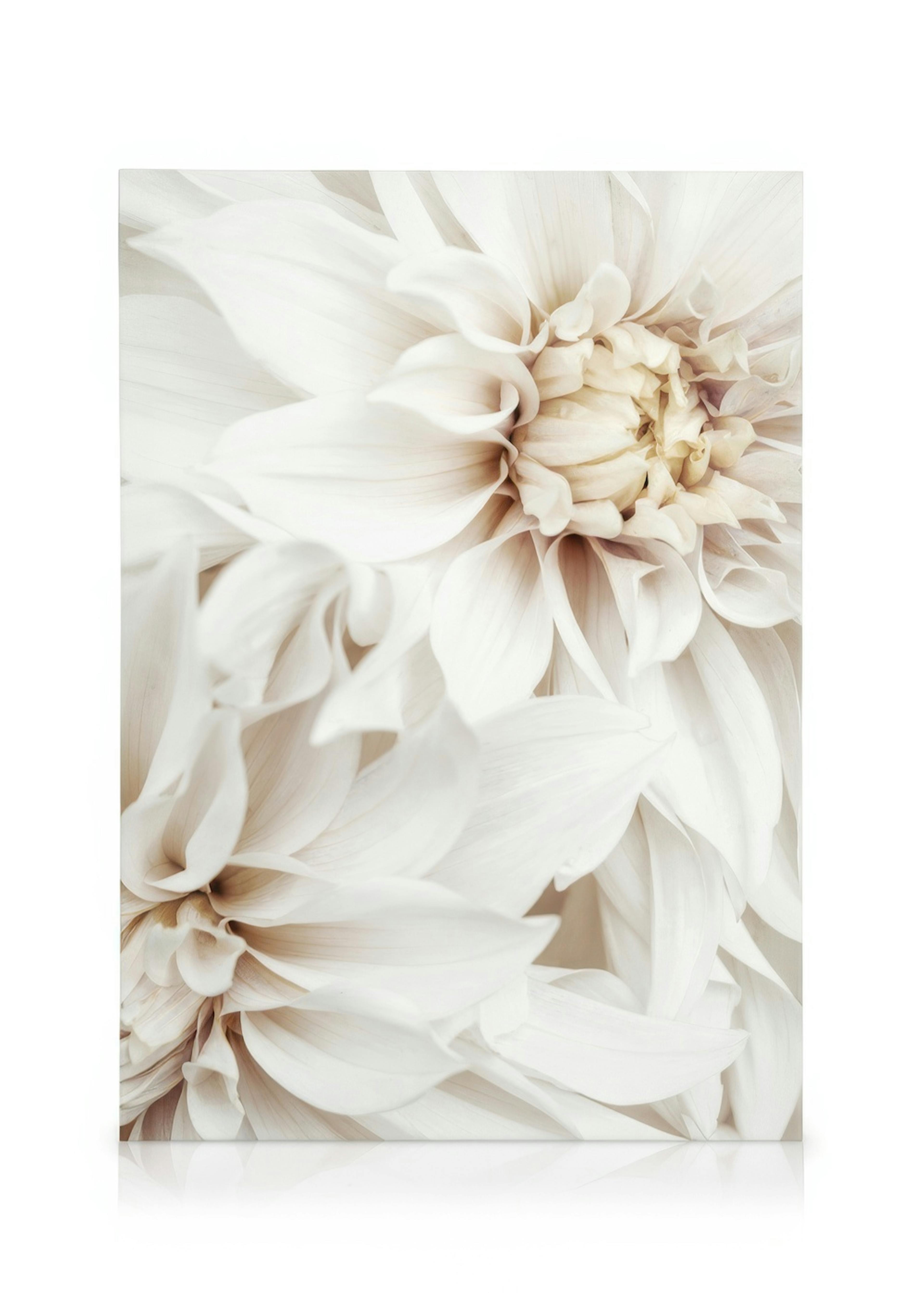 Obraz na plátně s bílými květy jiřin s béžovými tóny, makro detail okvětních lístků.