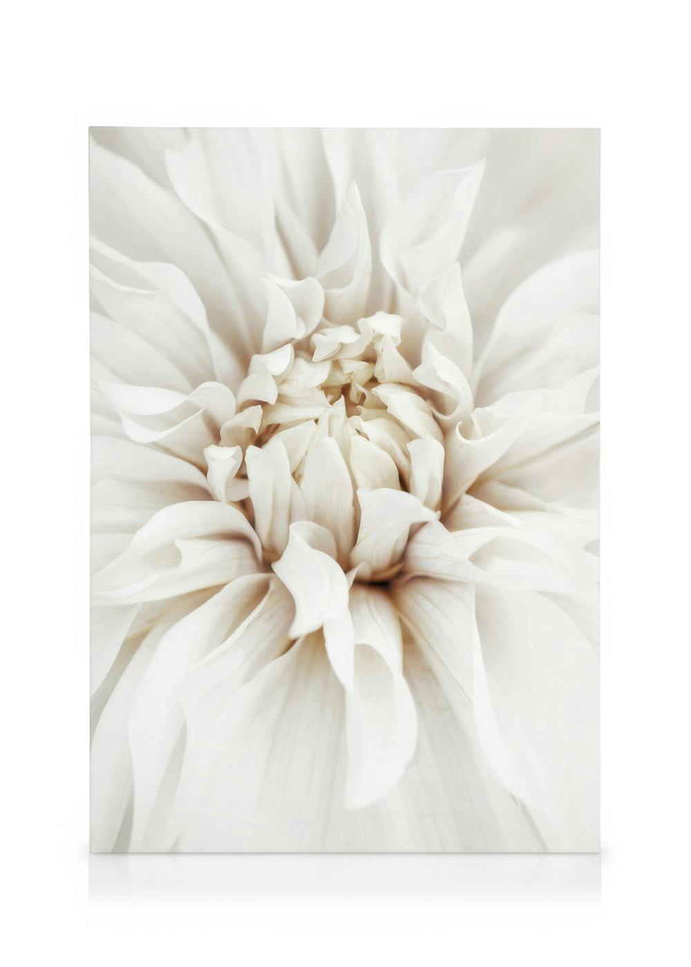 Canvas Prints Dreamy White Dahlia Canvas print (50x70 cm - Black Frame)