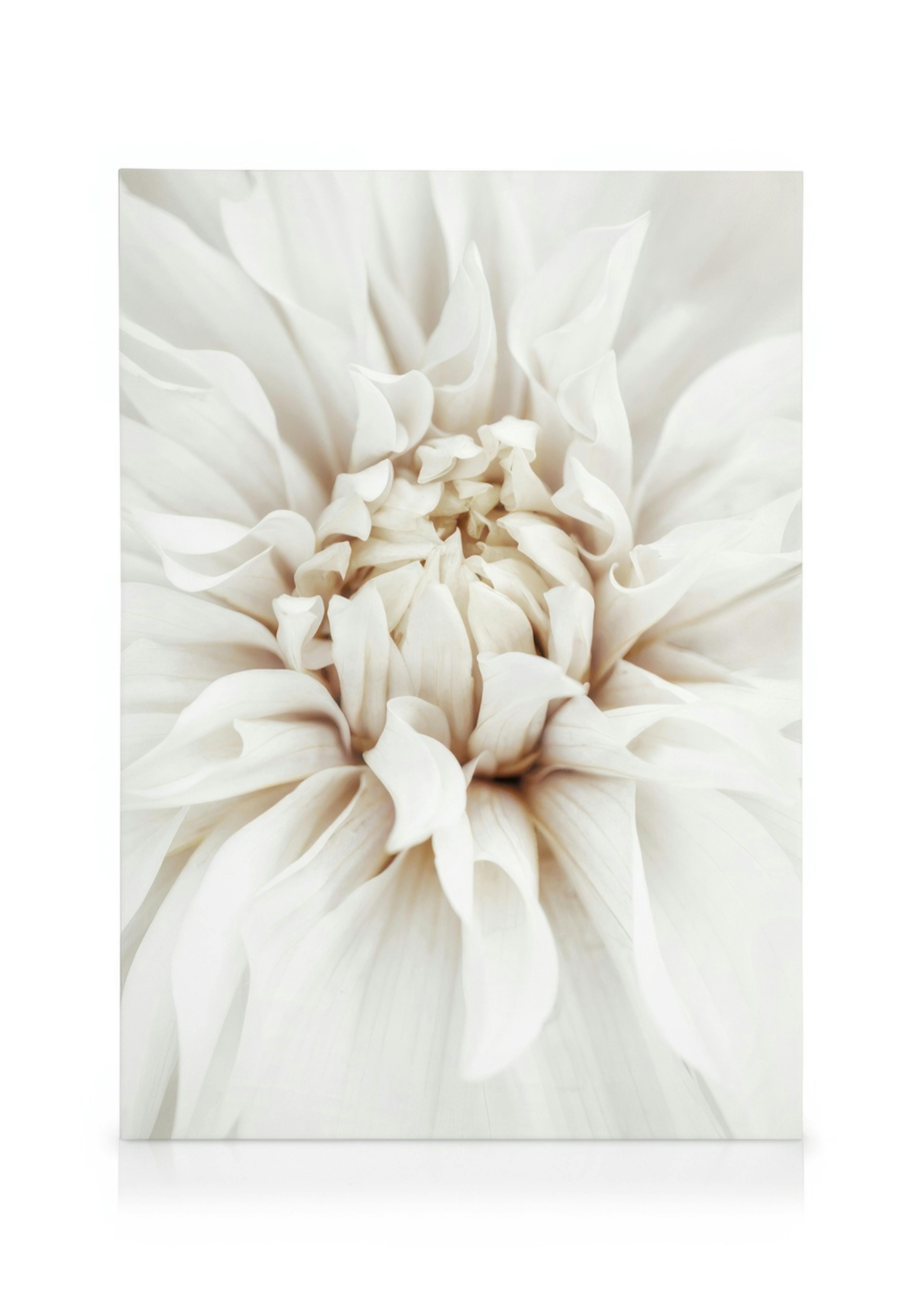 Dreamy White Dahlia Canvas 0