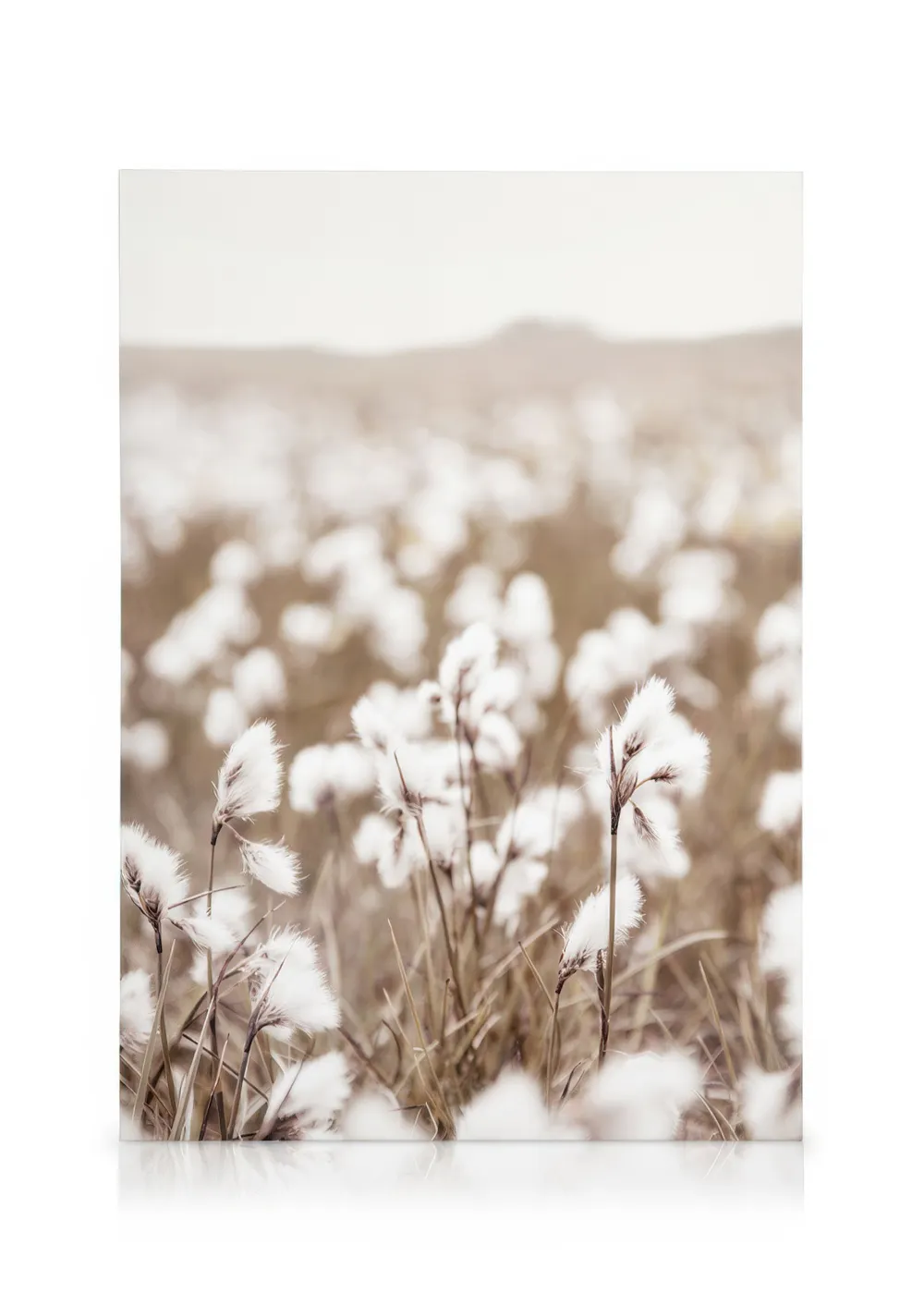 Close-up of a cotton flower field at dusk, with fluffy white cotton plants and muted brown and green tones.