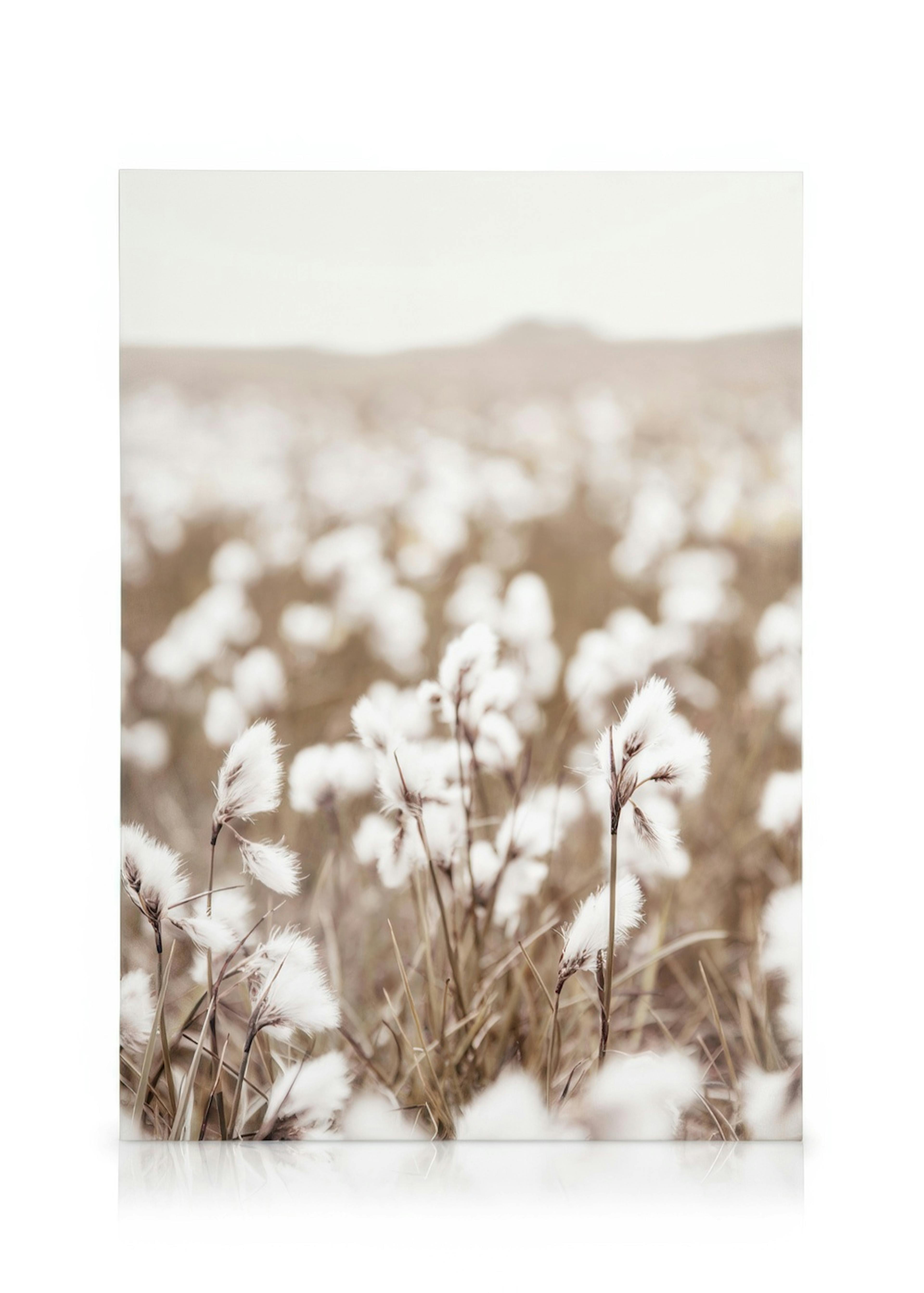 Cotton Flower Field Leinwandbild 0