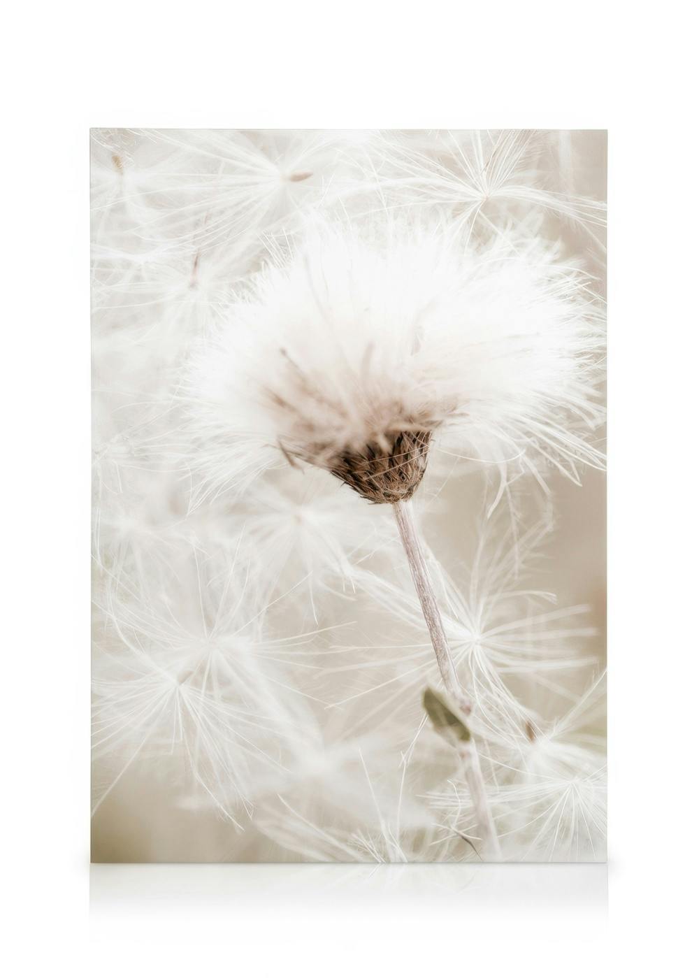 Stampa artistica su tela: soffione bianco con semi piumosi su stelo verde, sfondo beige sfocato
