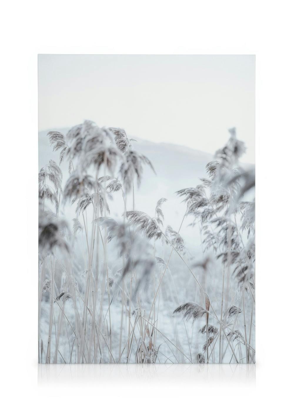 Canvas Schilderijen Frosty Reeds Canvas (30x40 cm - Fotolijst Eiken)
