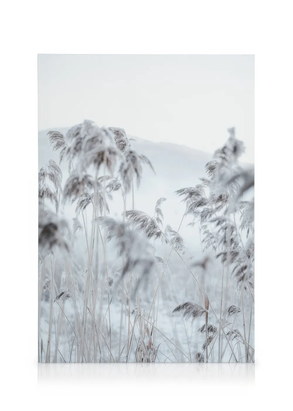 Frosty Reeds Canvas print