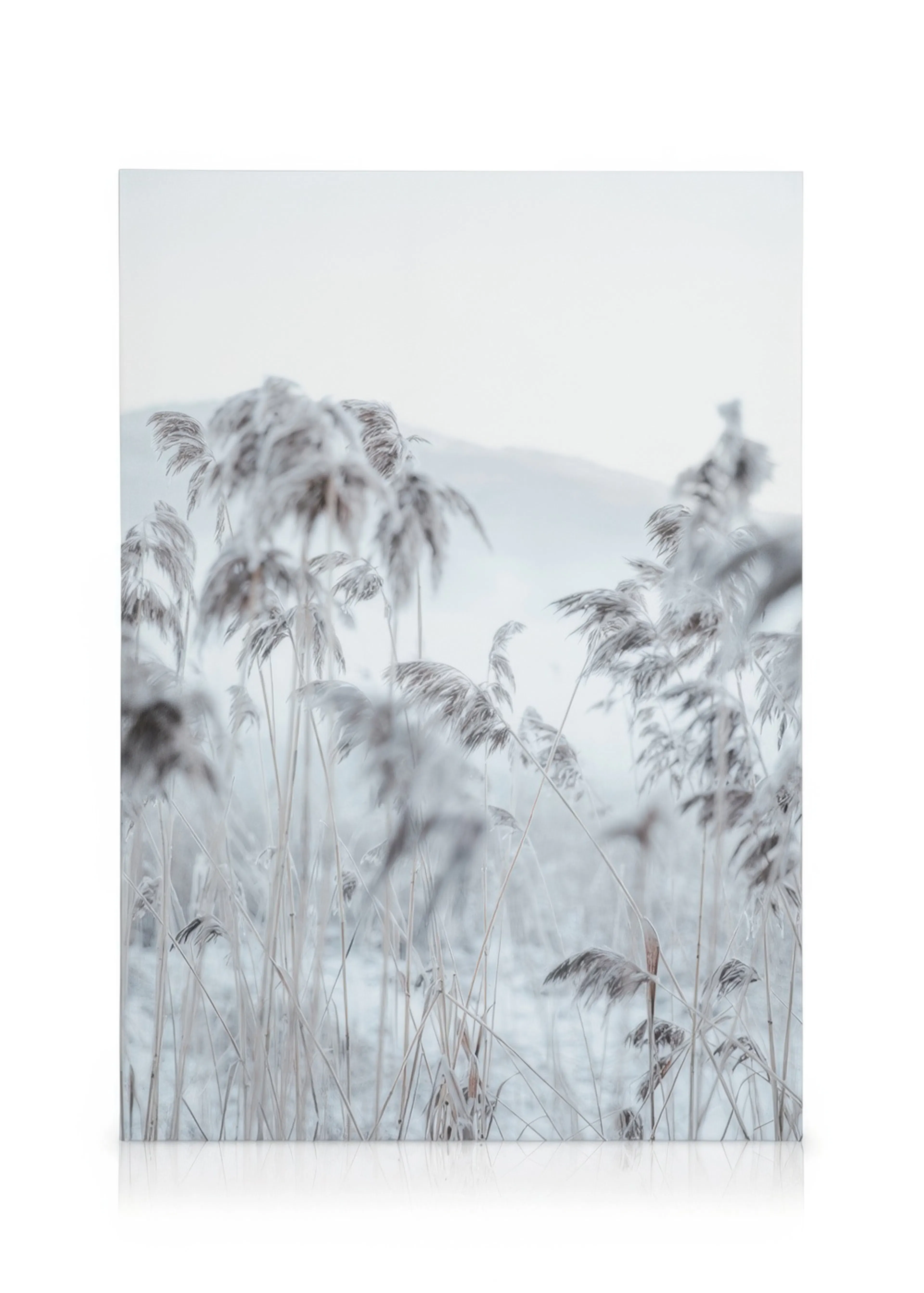 Frosty Reeds Canvas print