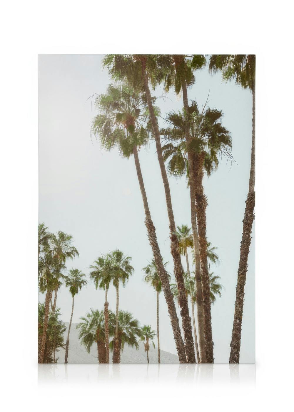 Golden Hour Palms canvas print: tall palm trees with bushy tops against a bright sky, pale moon visible.