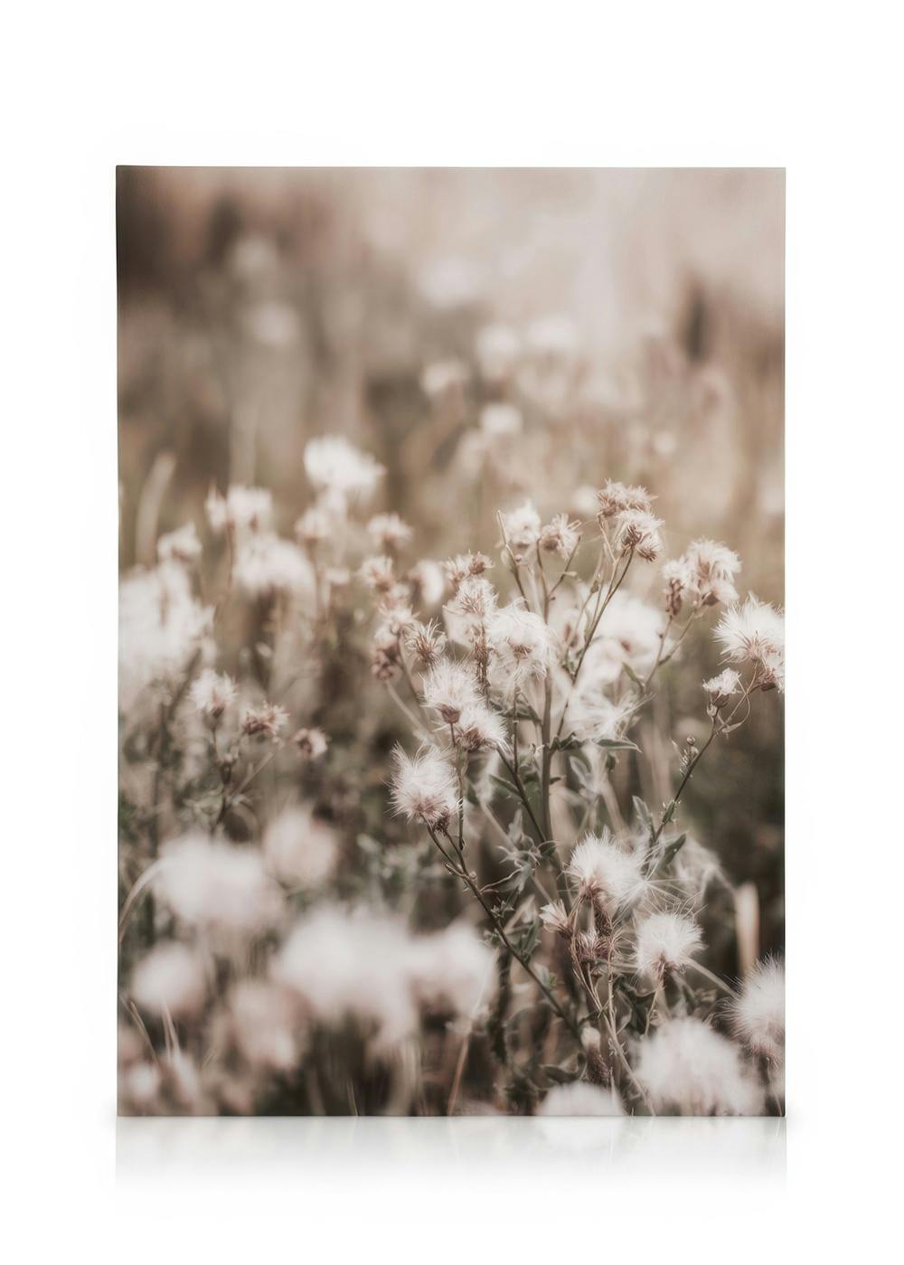 Canvas Prints Dried Flowers on Field Canvas print (50x70 cm - Oak Frame)
