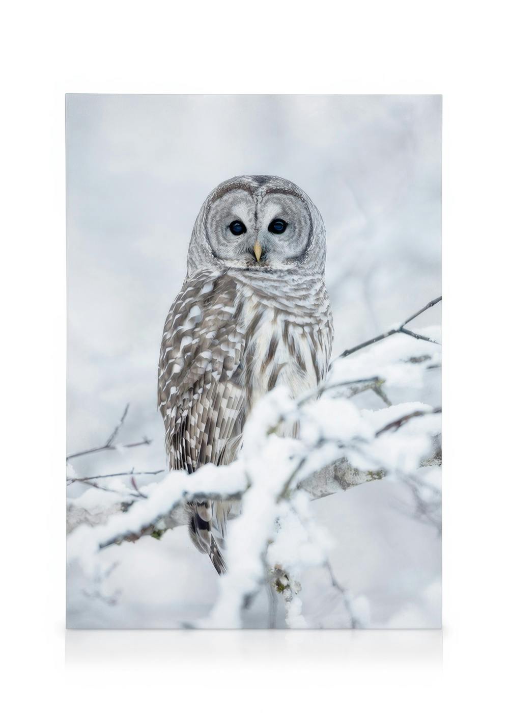 Barred Owl Tableau sur toile (50x70 cm)  Animaux sauvages