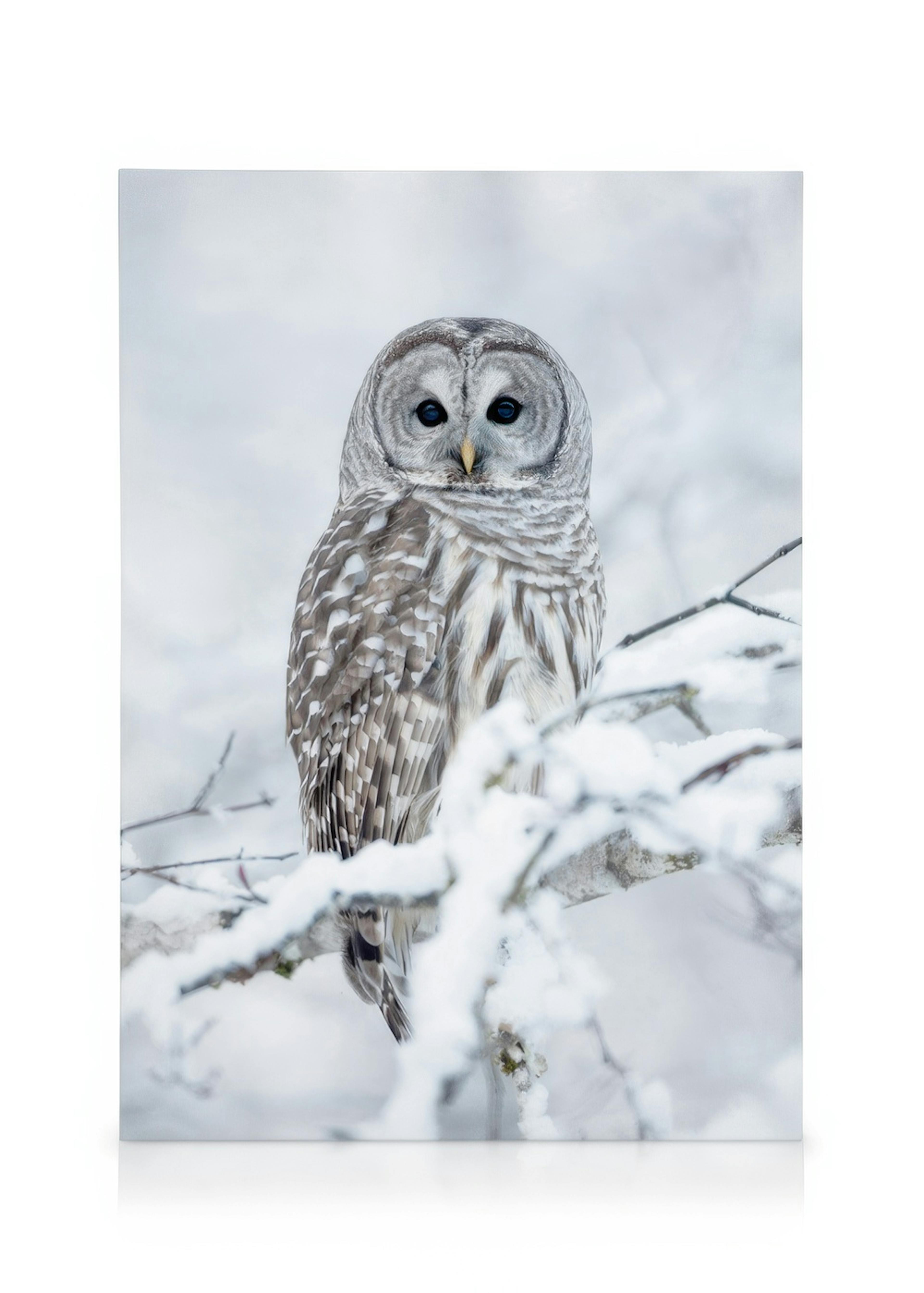 Barred Owl Canvas print 0