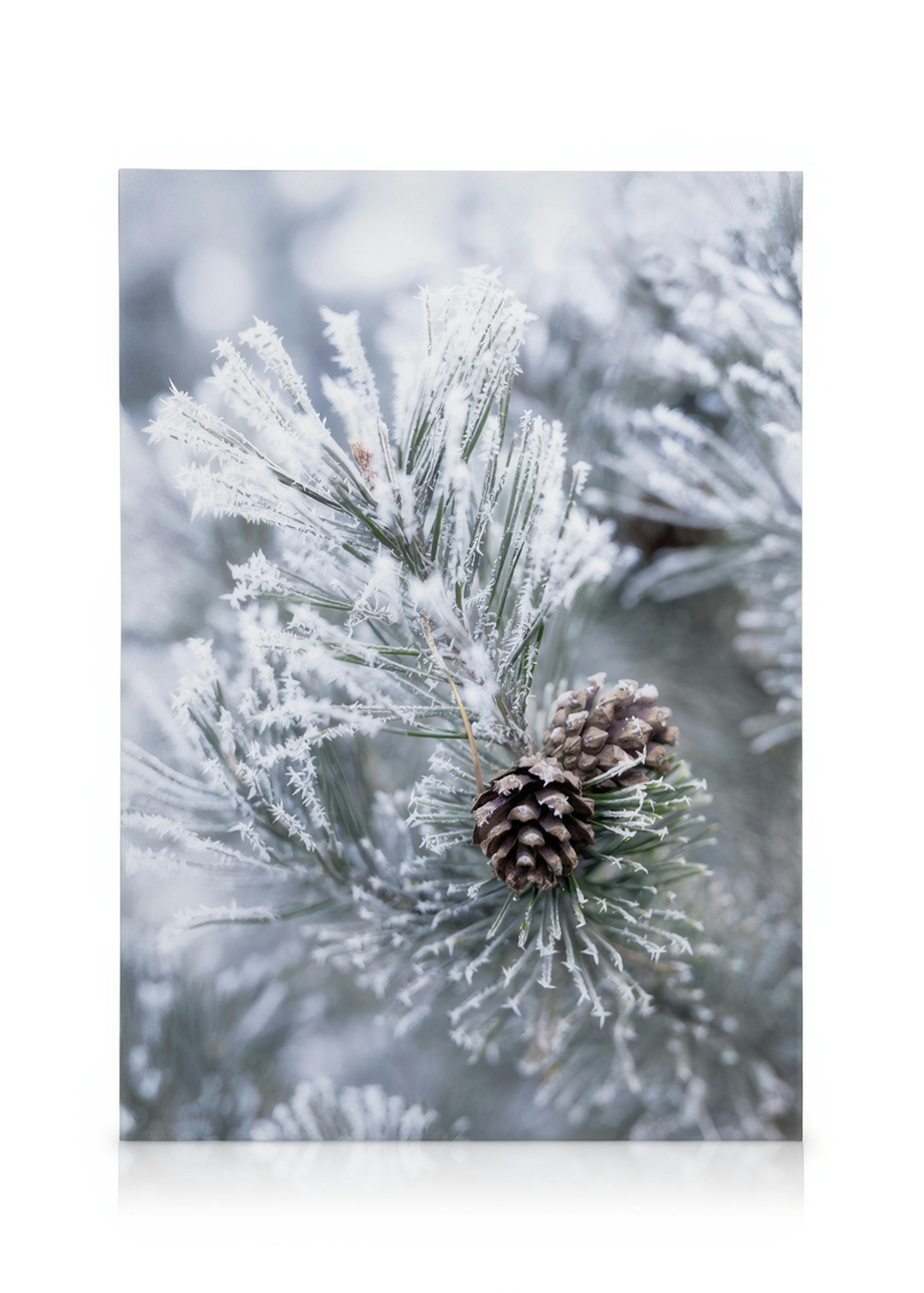Frosty Pine Cones Canvas 0