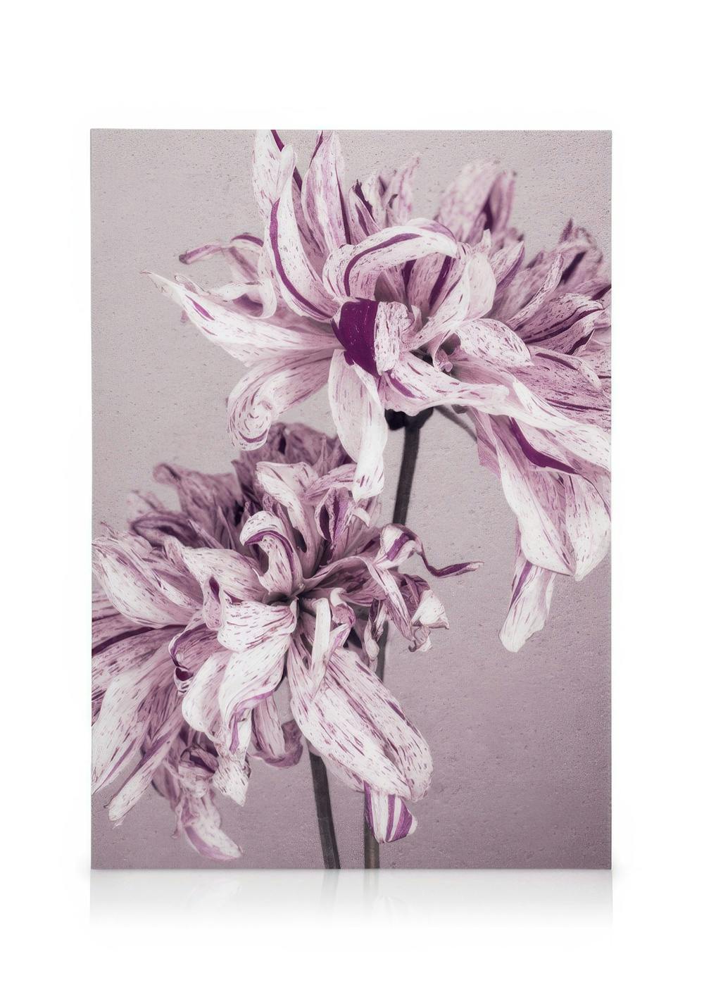 Three purple and white striped dahlia flowers with long stems against a grey background, floral canvas print.