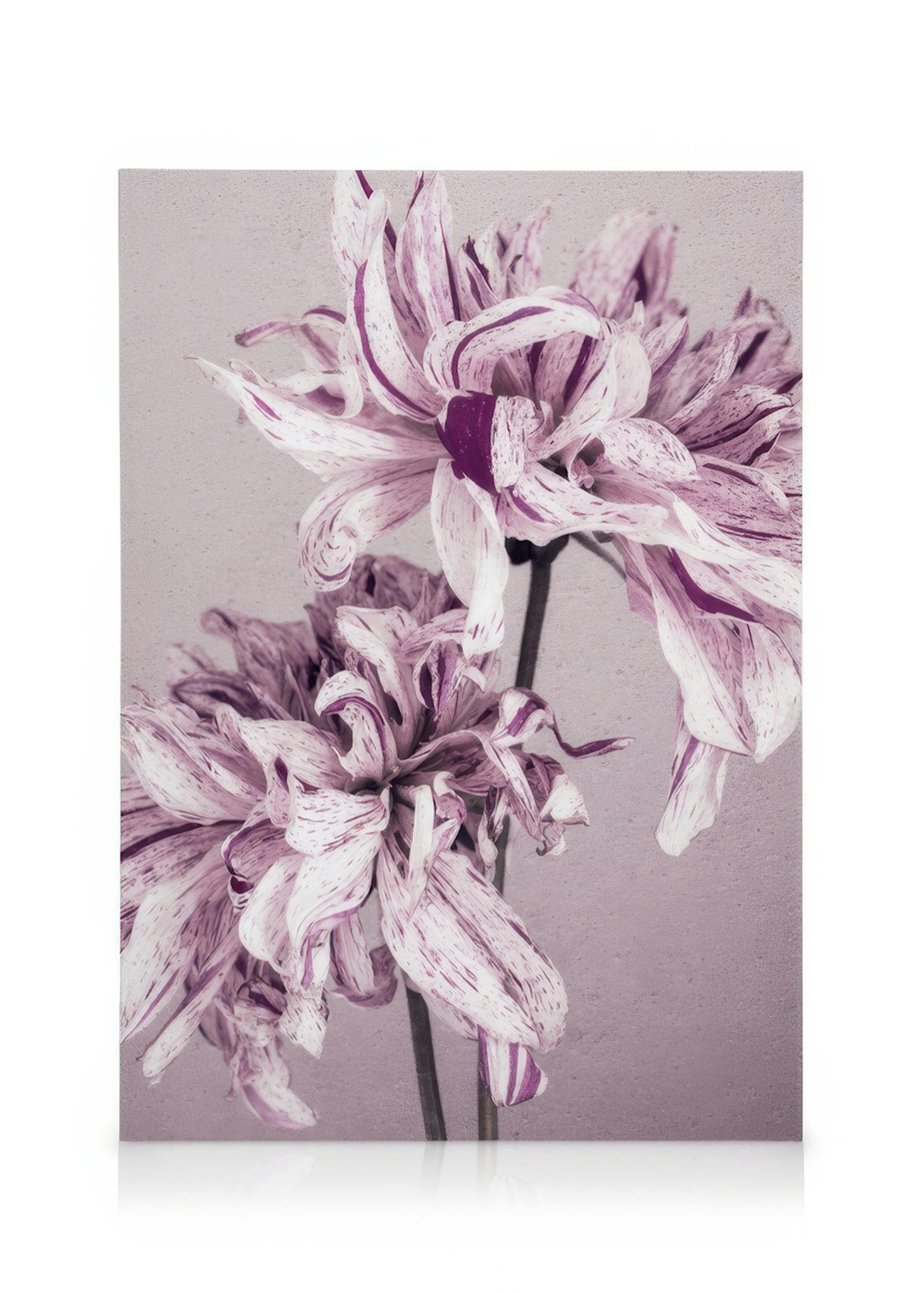 Purple Dahlia No2 Quadro em tela 0