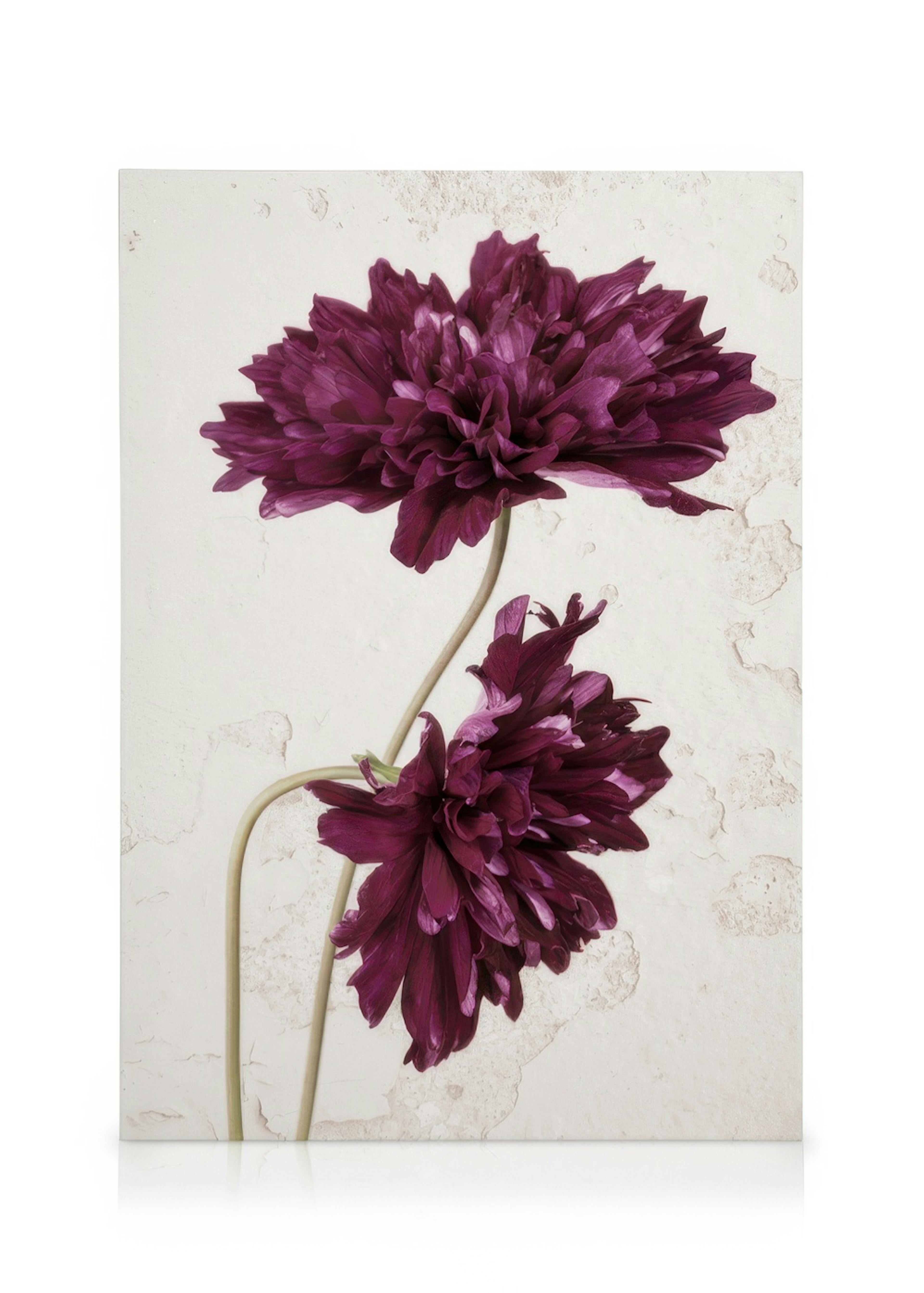 Purple Cosmos Flower Canvas 0