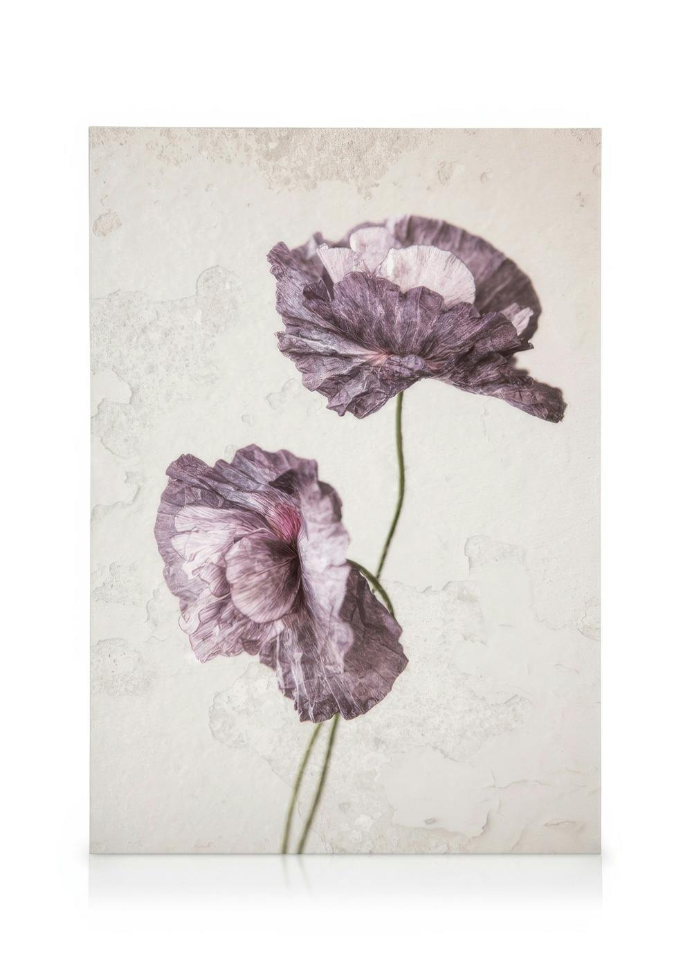 Lila Mohnblumen Leinwandbild, zwei violette Mohnblumen mit zerknitterten Blütenblättern auf hellem, strukturiertem Hintergrund