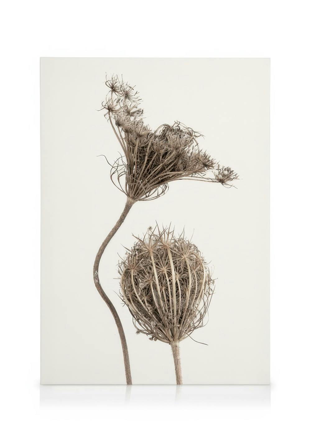 Boho Flowers Canvas with two dried Queen Annes Lace flowers, one open and one closed, on a white background.