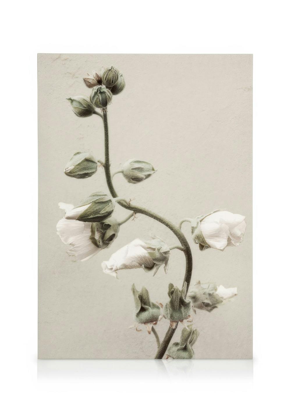 Canvas Prints Soon to Bloom Canvas print (50x70 cm - Black Frame)