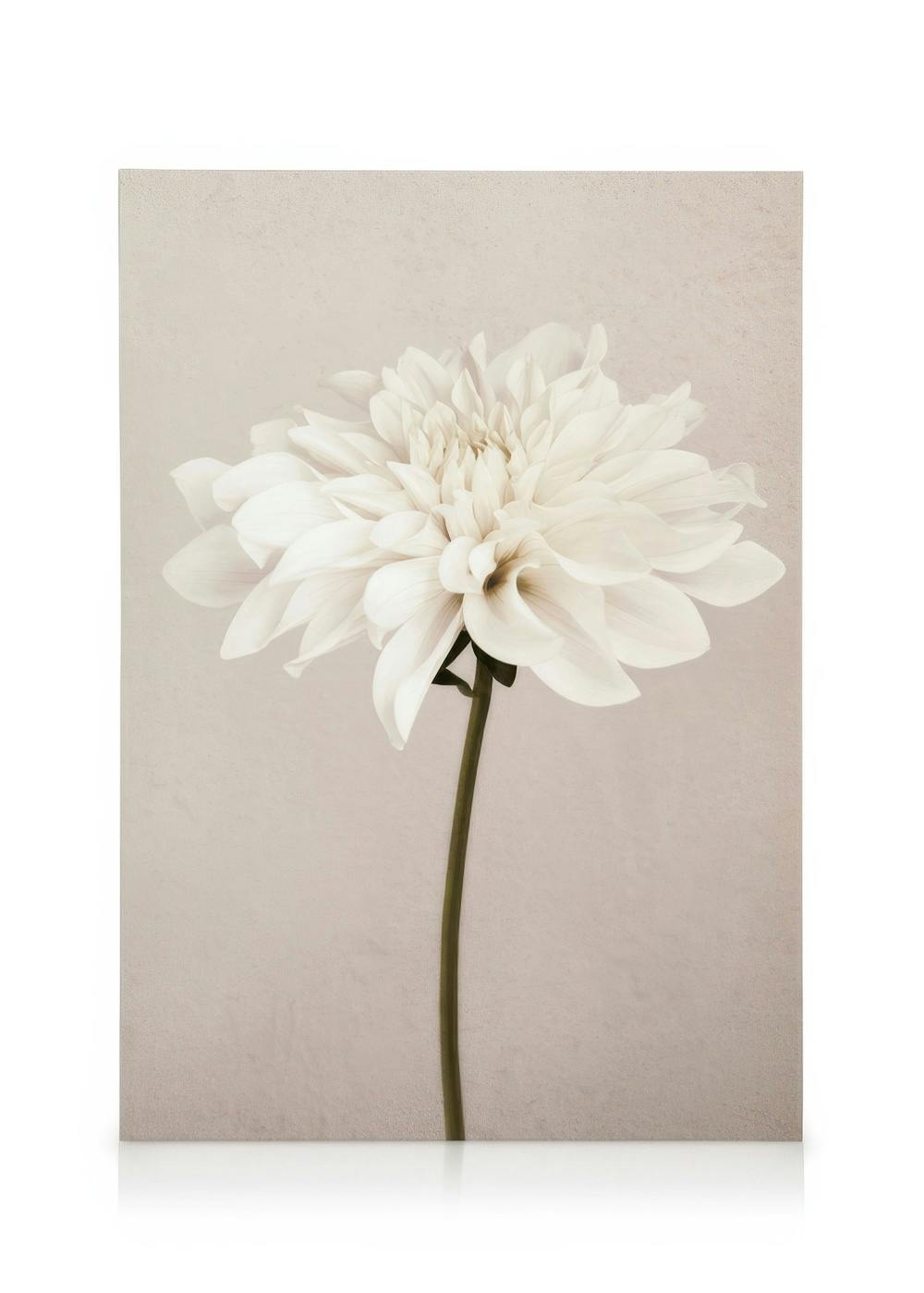 Stampa su tela floreale con un delicato fiore bianco su uno sfondo beige testurizzato, arte botanica moderna.