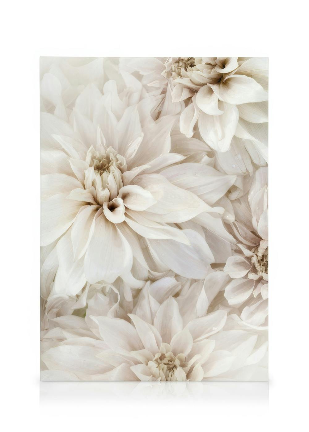 Närbild av fluffiga vita blommor med mjuka, överlappande kronblad i beige och rosa nyanser, blomsterverk.