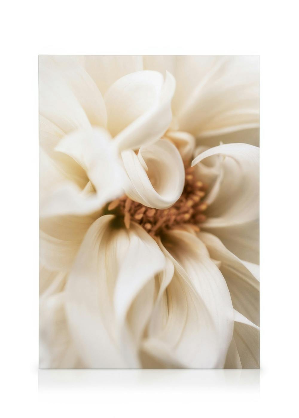 Close-up of a warm cream dahlia flower with delicate petals and a soft orange center, on a canvas print