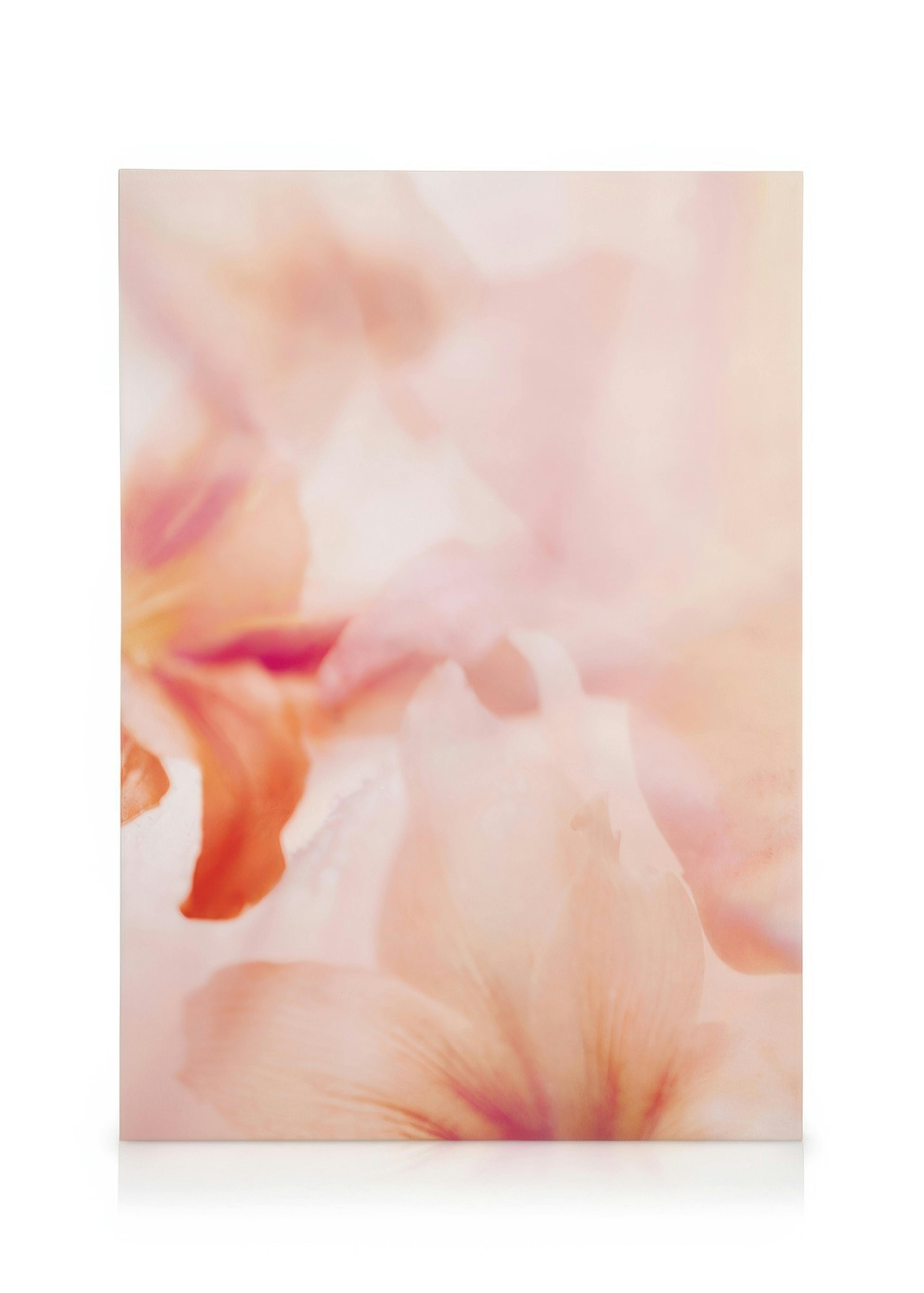 Coral Lily No2 Leinwandbild 0