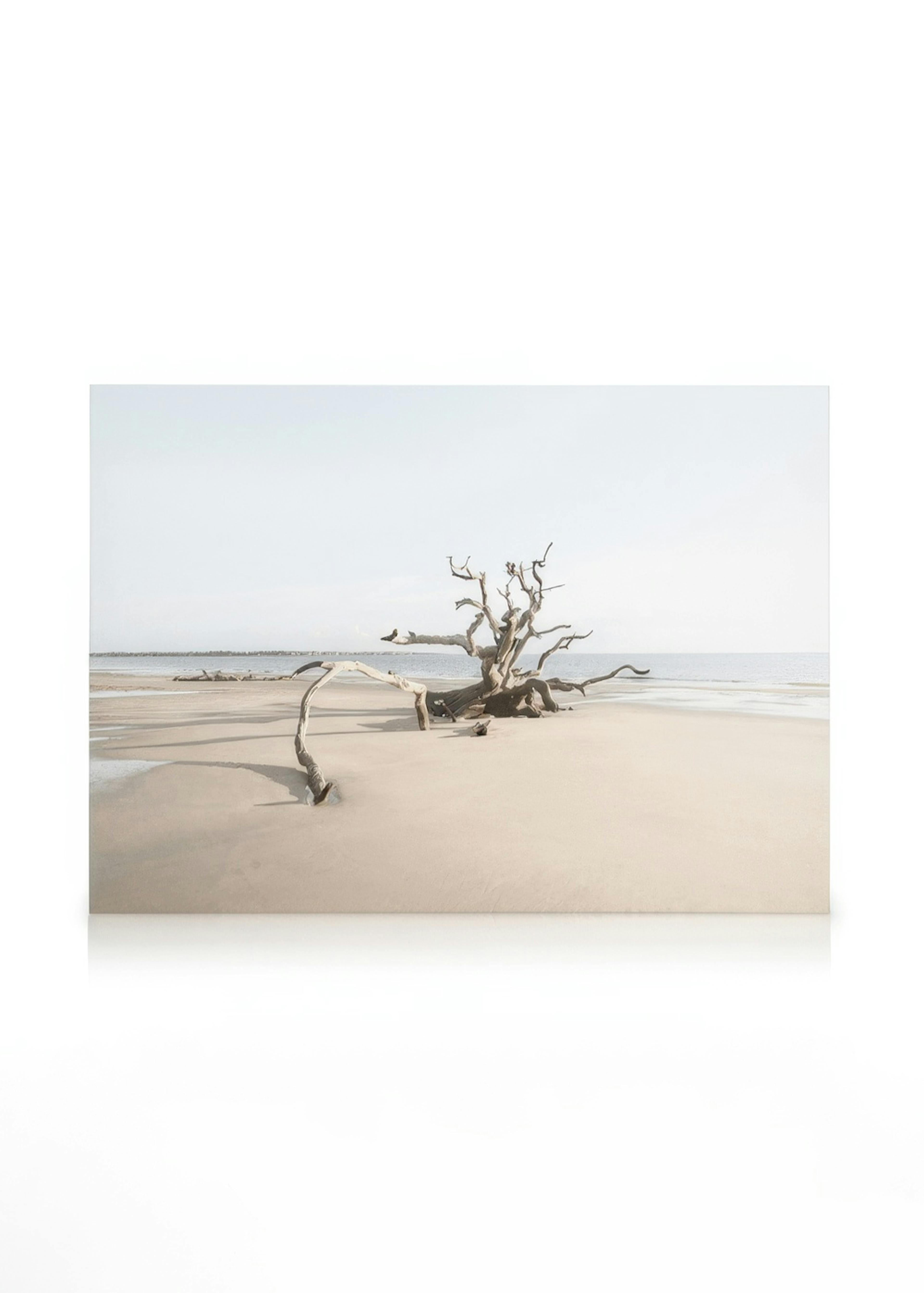 Driftwood Beach Lienzo 0