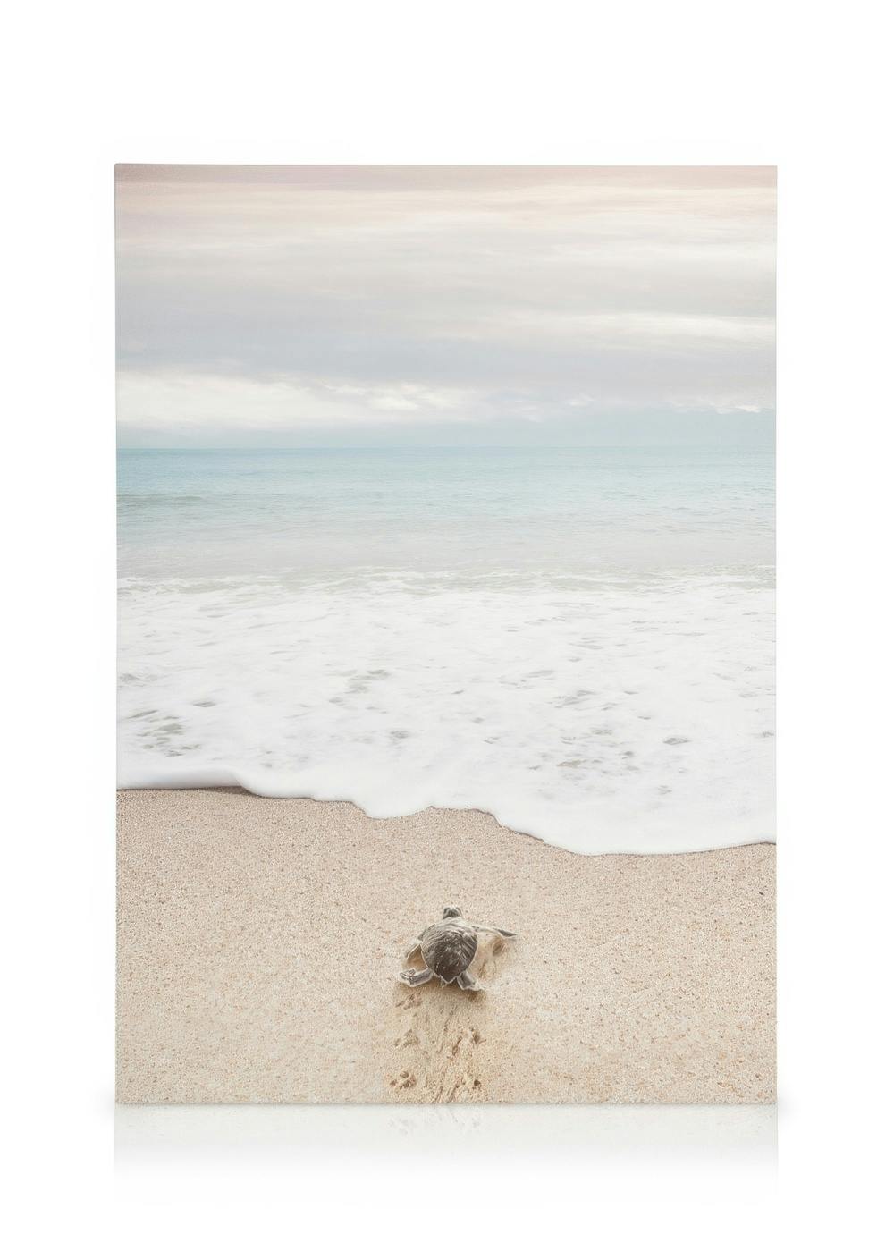 Canvas Prints Turtle on the Beach Canvas print (50x70 cm - Oak Frame)