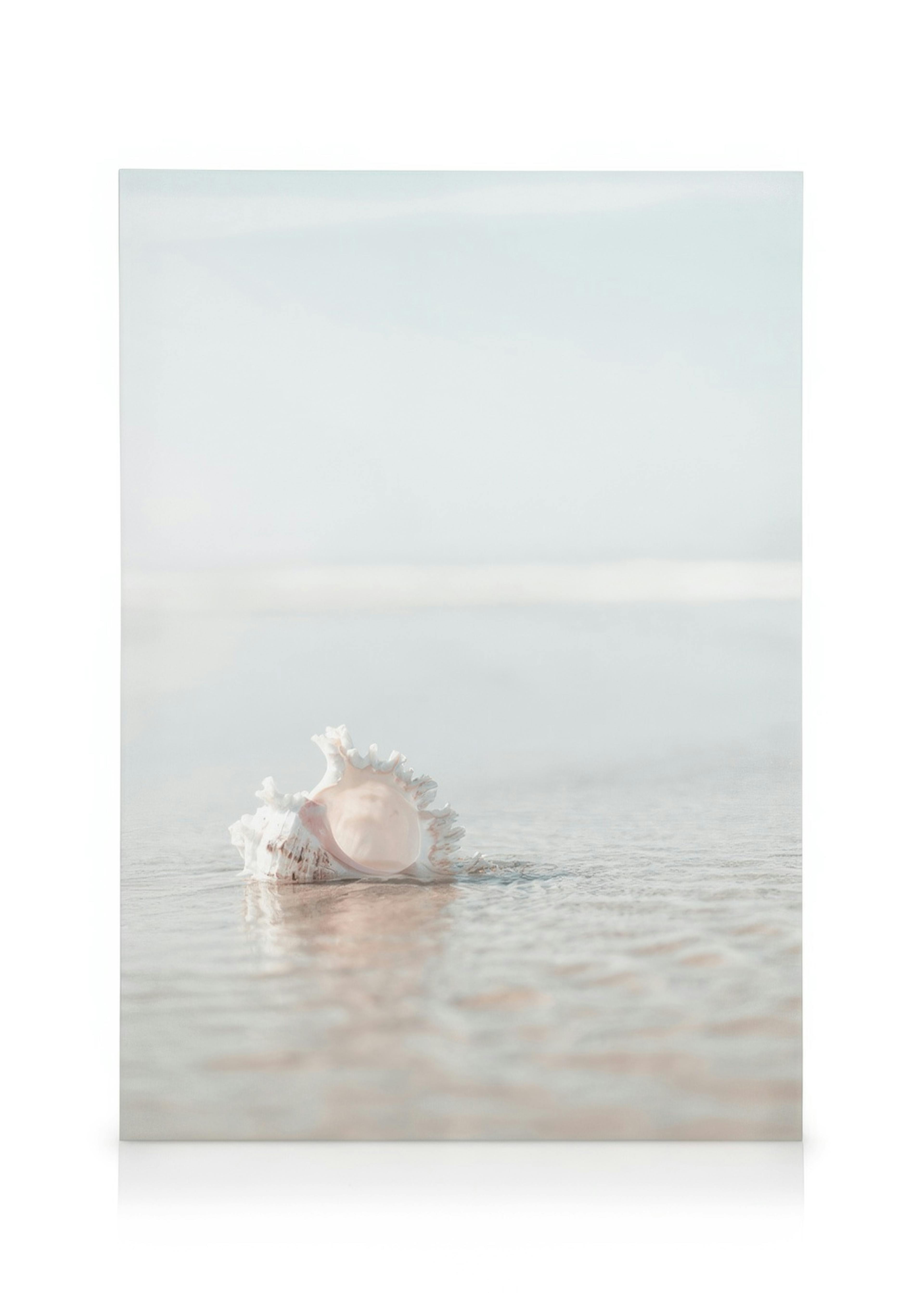 Seashell on the Beach Canvas print 0