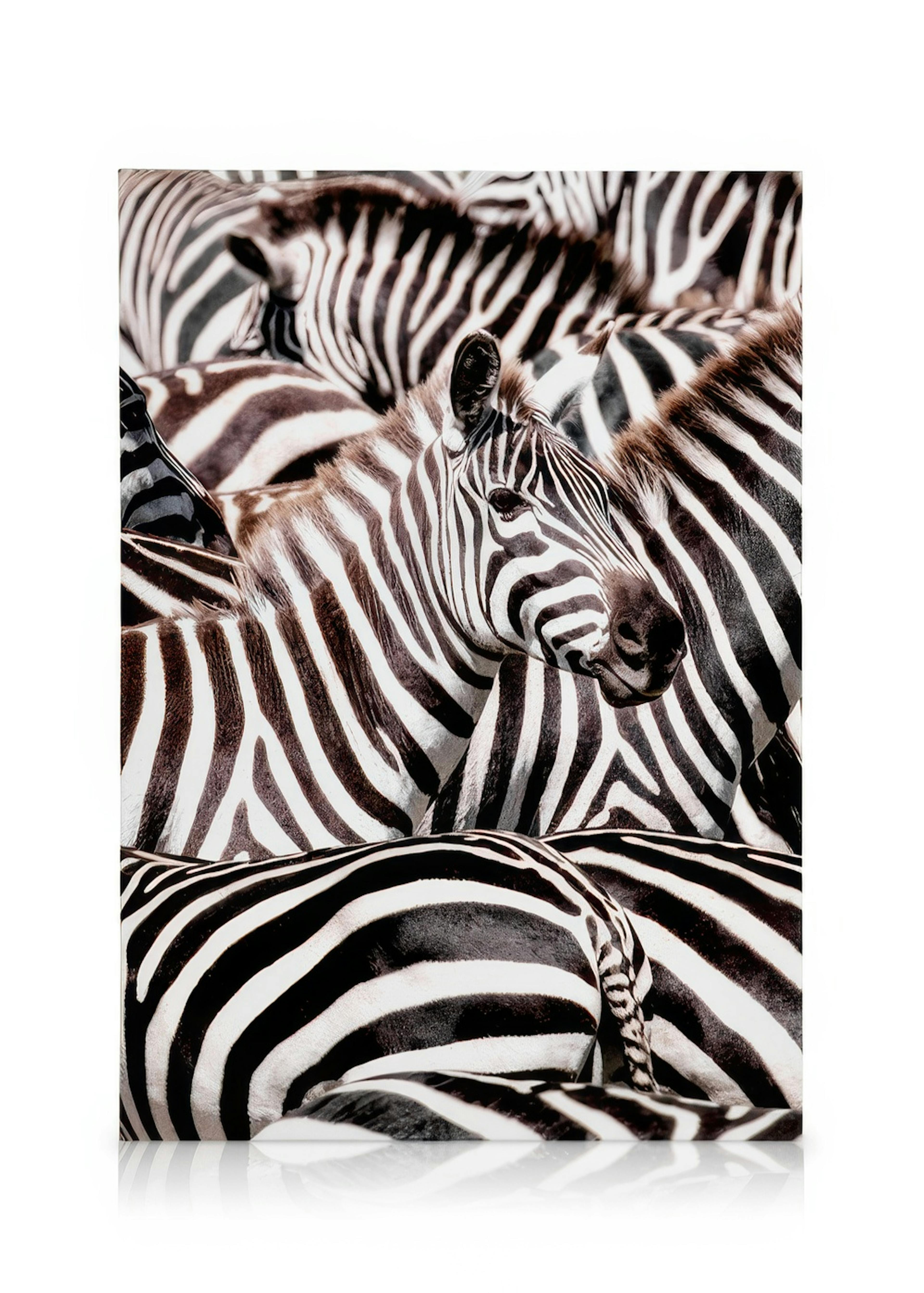 Crossing Zebras Toile 0