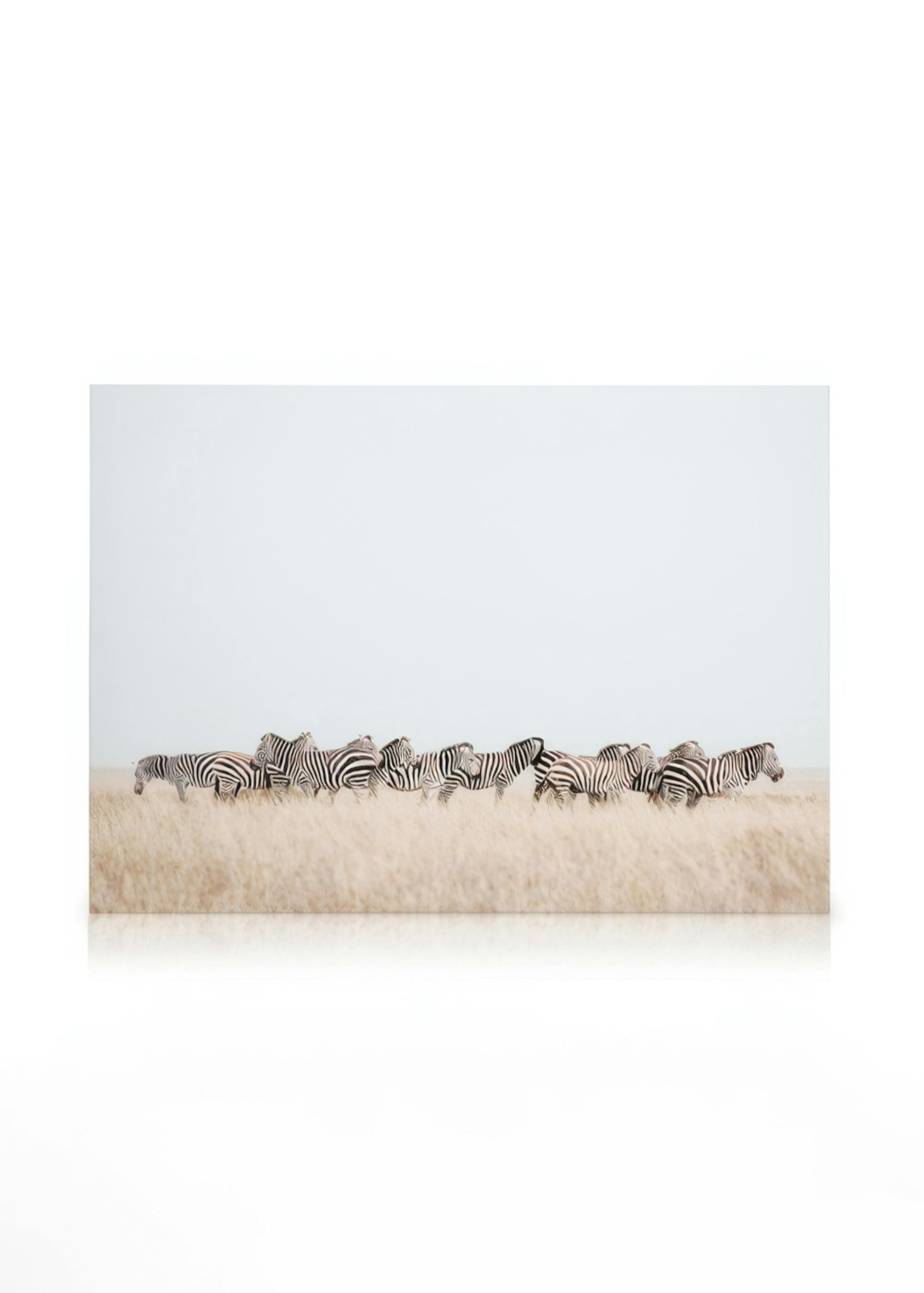 Zebra Herd​ Toile 0