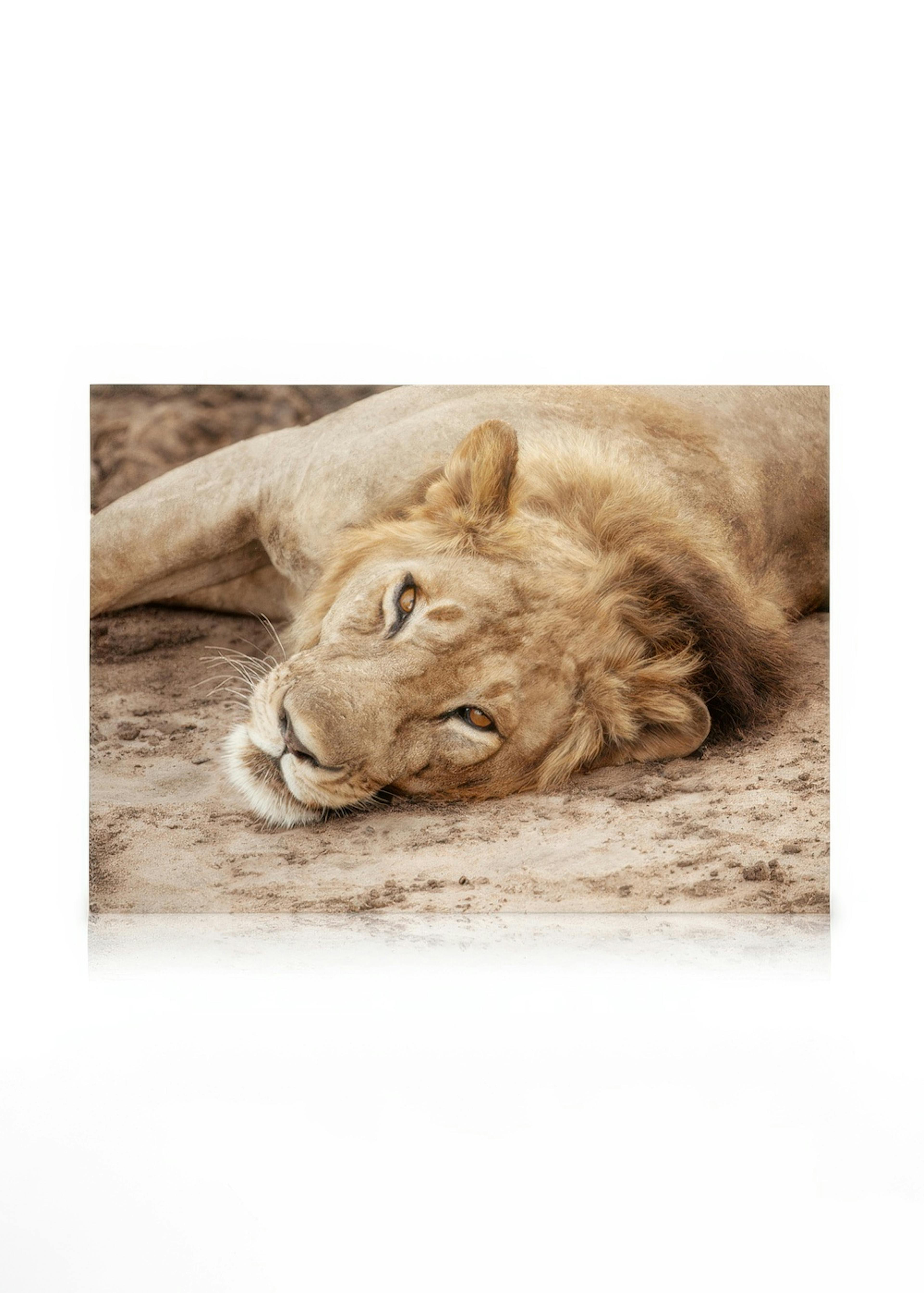 King of the Savannah Obraz na plátne 0