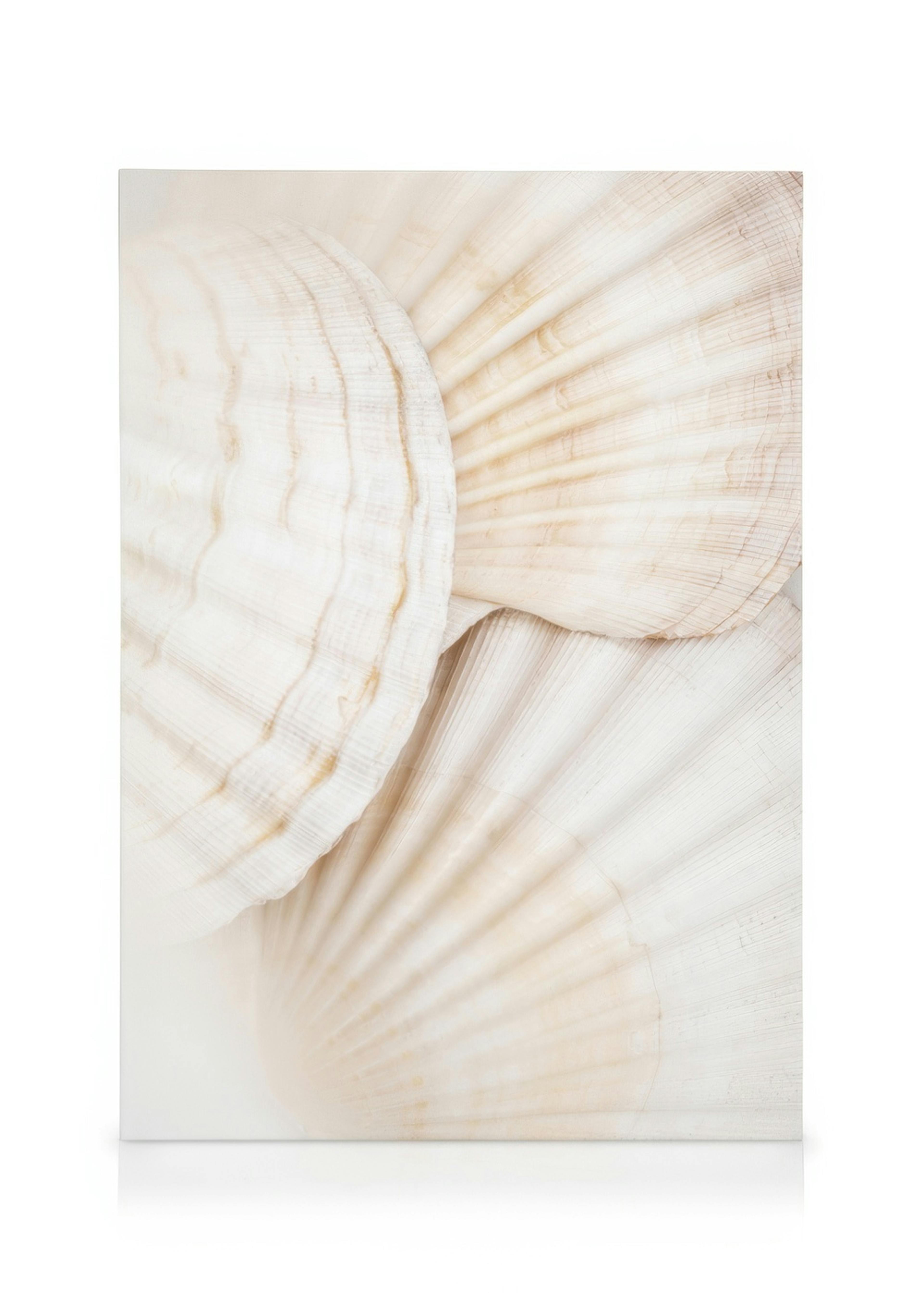Close Up Shells Canvas 0