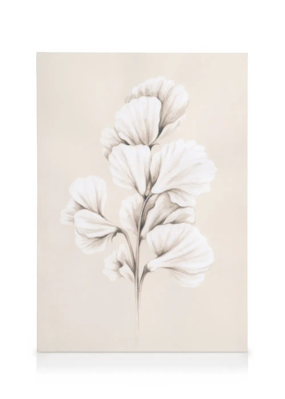 Obraz na plátně, kresba bílých květů hrachoru na béžovém pozadí, botanický styl.