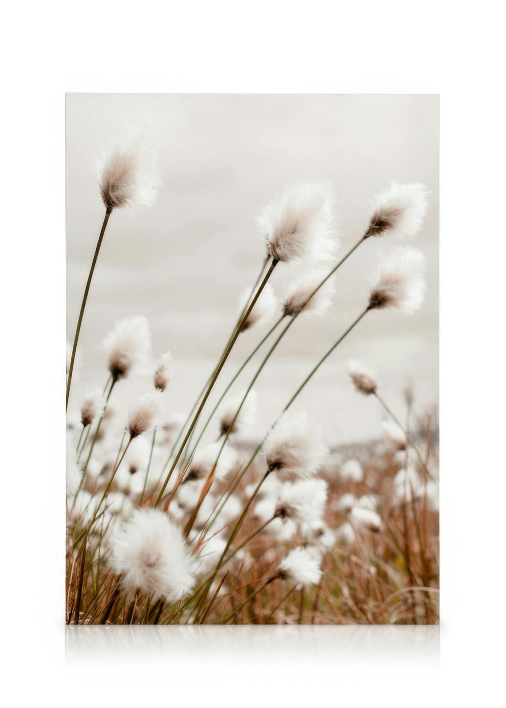 Leinwandbild mit flauschigem Wollgras in hellen, natürlichen Farben, das eine ruhige, erdige Landschaft darstellt.
