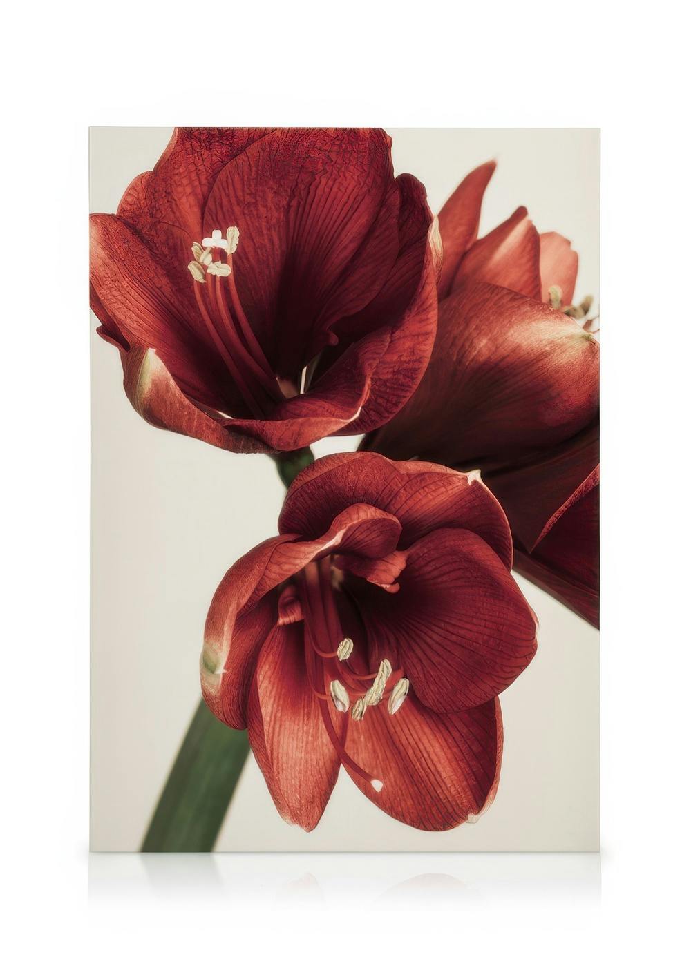 Telas decorativas Amaryllis in Red Tela (50x70 cm - Moldura Preta)