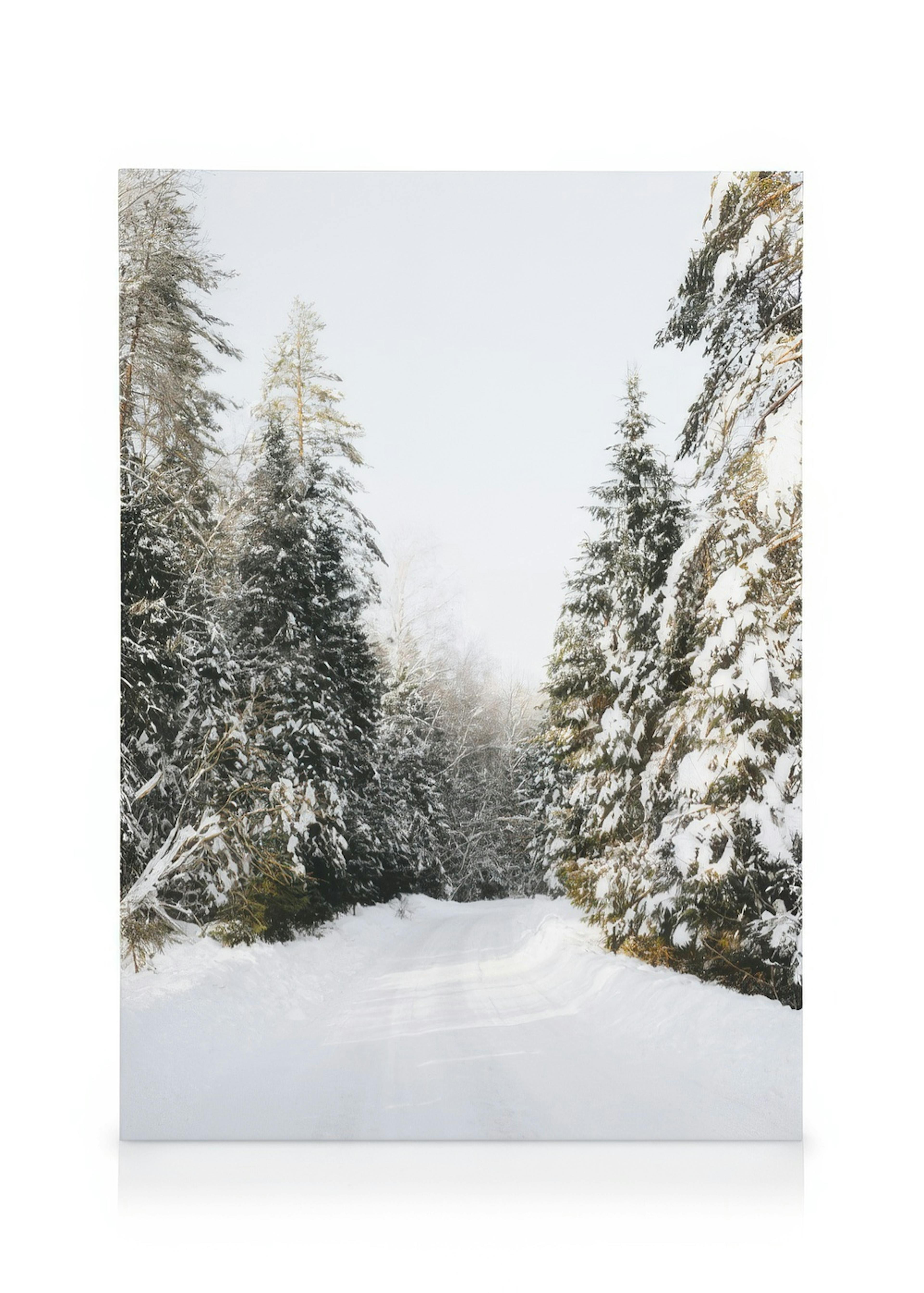 Coniferous Tree Road Canvas print 0