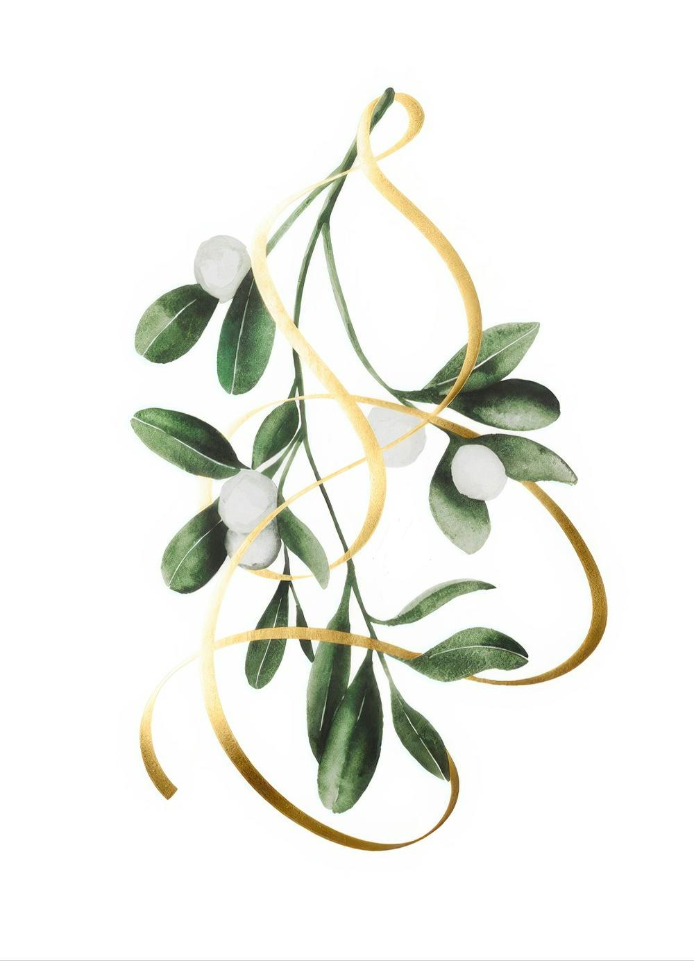Grön mistel med vita bär och ett gyllene folieband virvlande runt, på en vit bakgrund. Juldekoration.