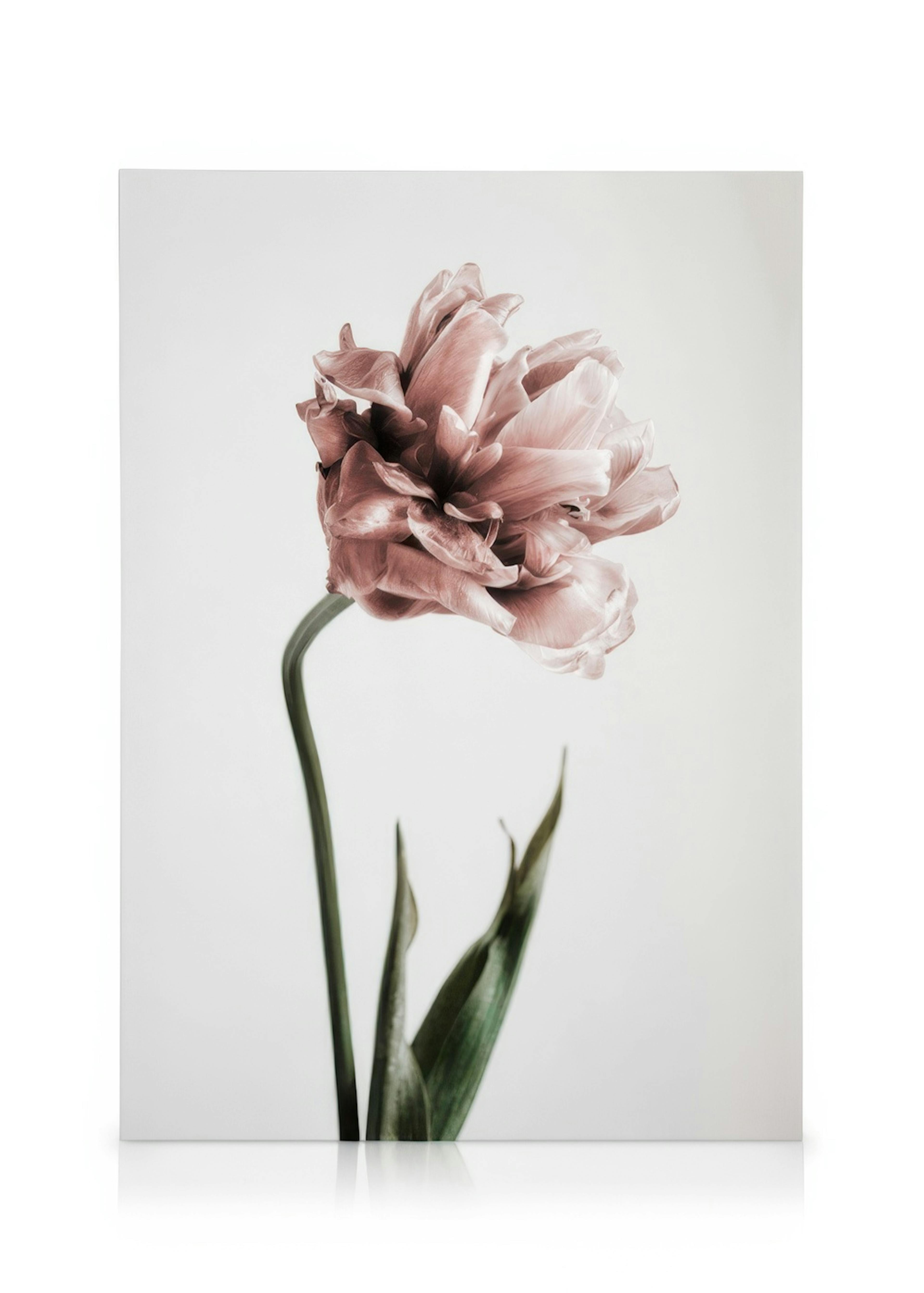 Pink Tulipe No1 Obraz na płótnie 0